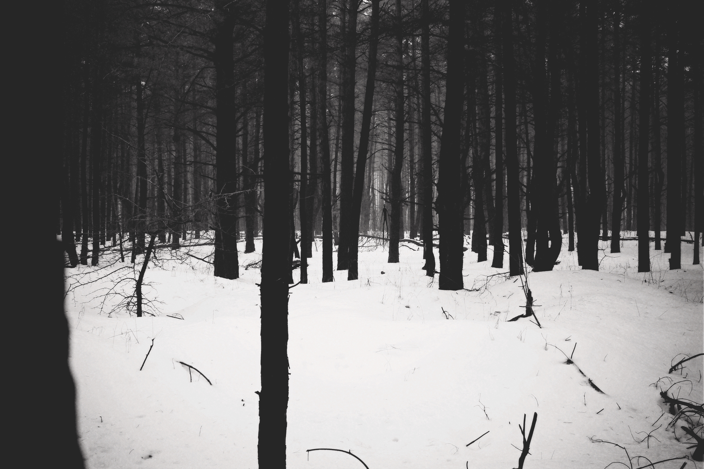 Скачать обои лес, forest, slenderman, slender, палочник, раздел природа в  разрешении 2400x1600