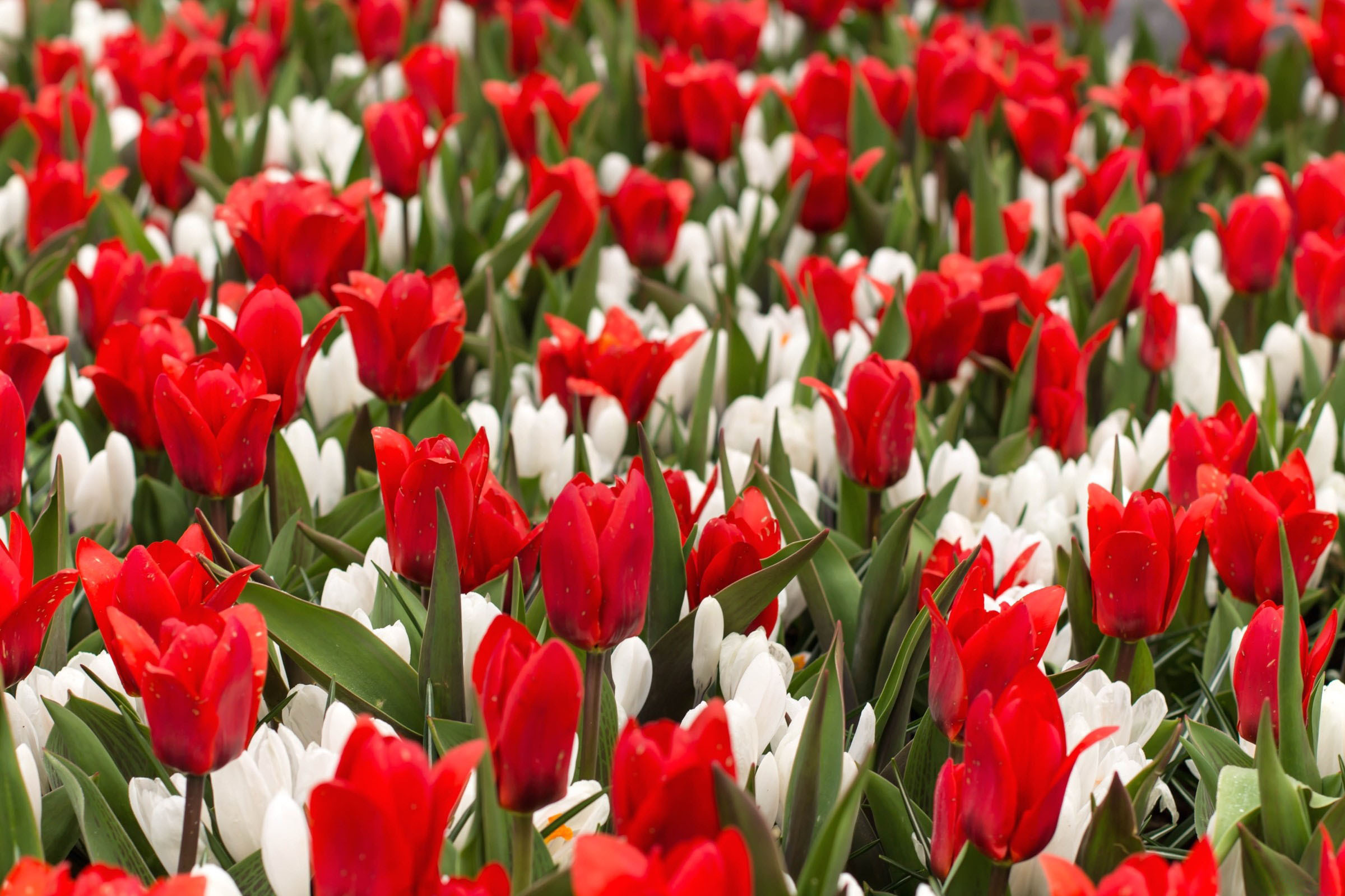 Am flowers. Тюльпан ред Хантер. Тюльпан красный Крокус. Тюльпан Холланд куин. Тюльпан Памплона.