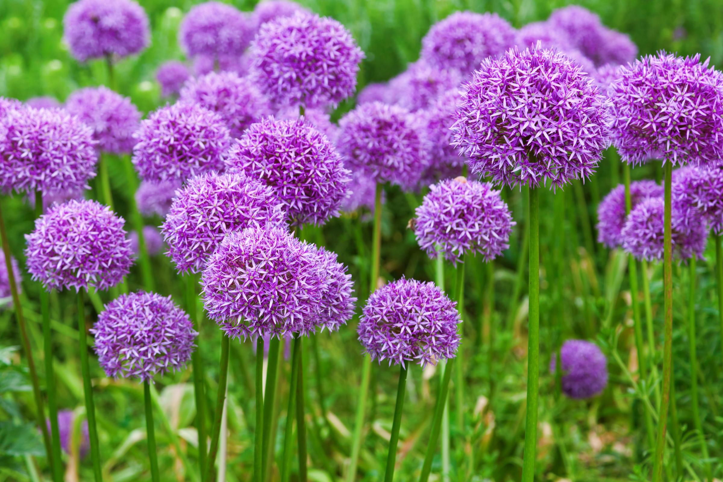 Лук луг. Allium schoenoprasum лук скорода. Лук шнитт (Allium schoenoprasum). Аллиум Purple Sensation. Лук резанец (Allium schoenoprasum).