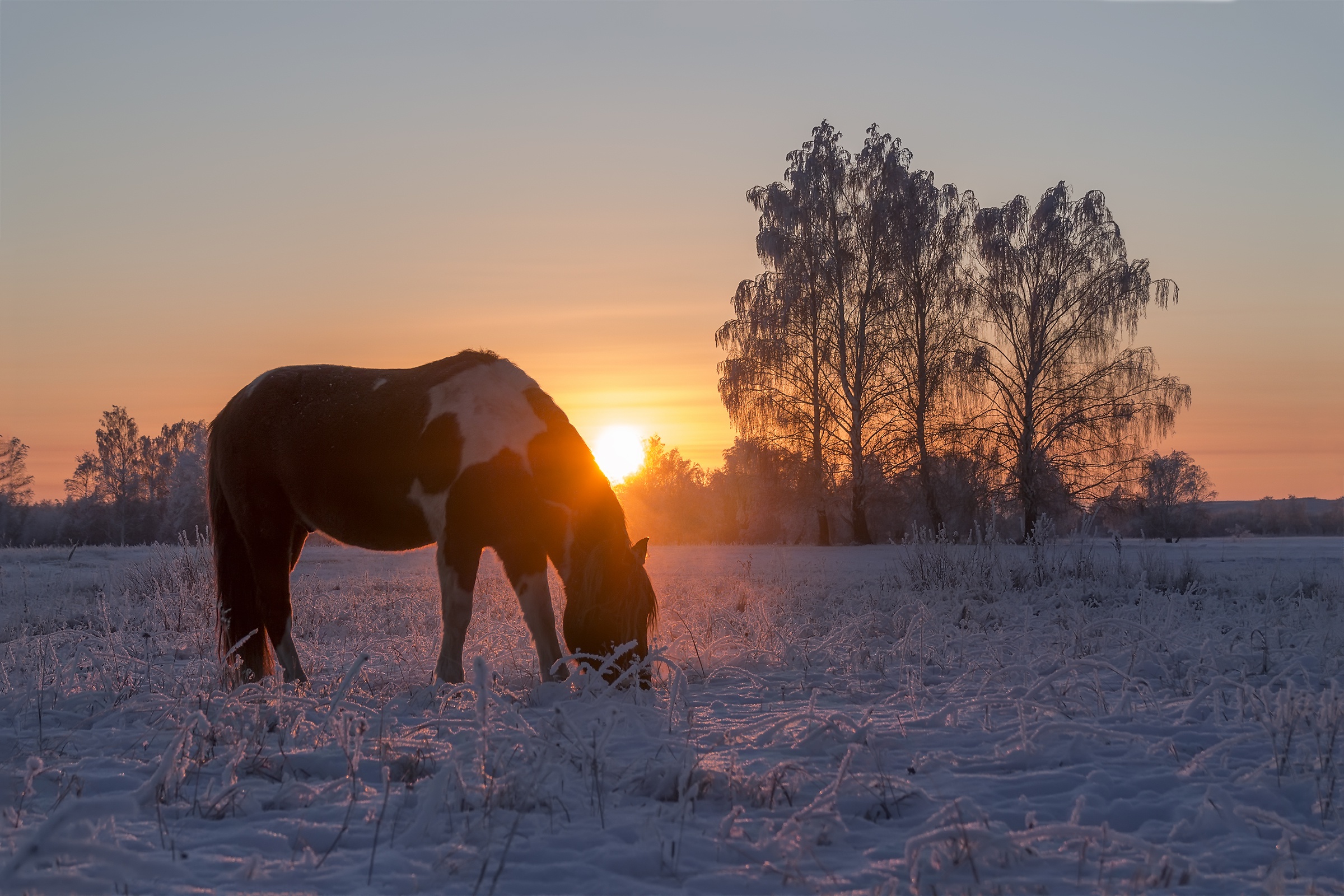Лошади времен года. Лошади зимой. Лес рассвет лошадь. Лошади в снегу. Лошади на рассвете.