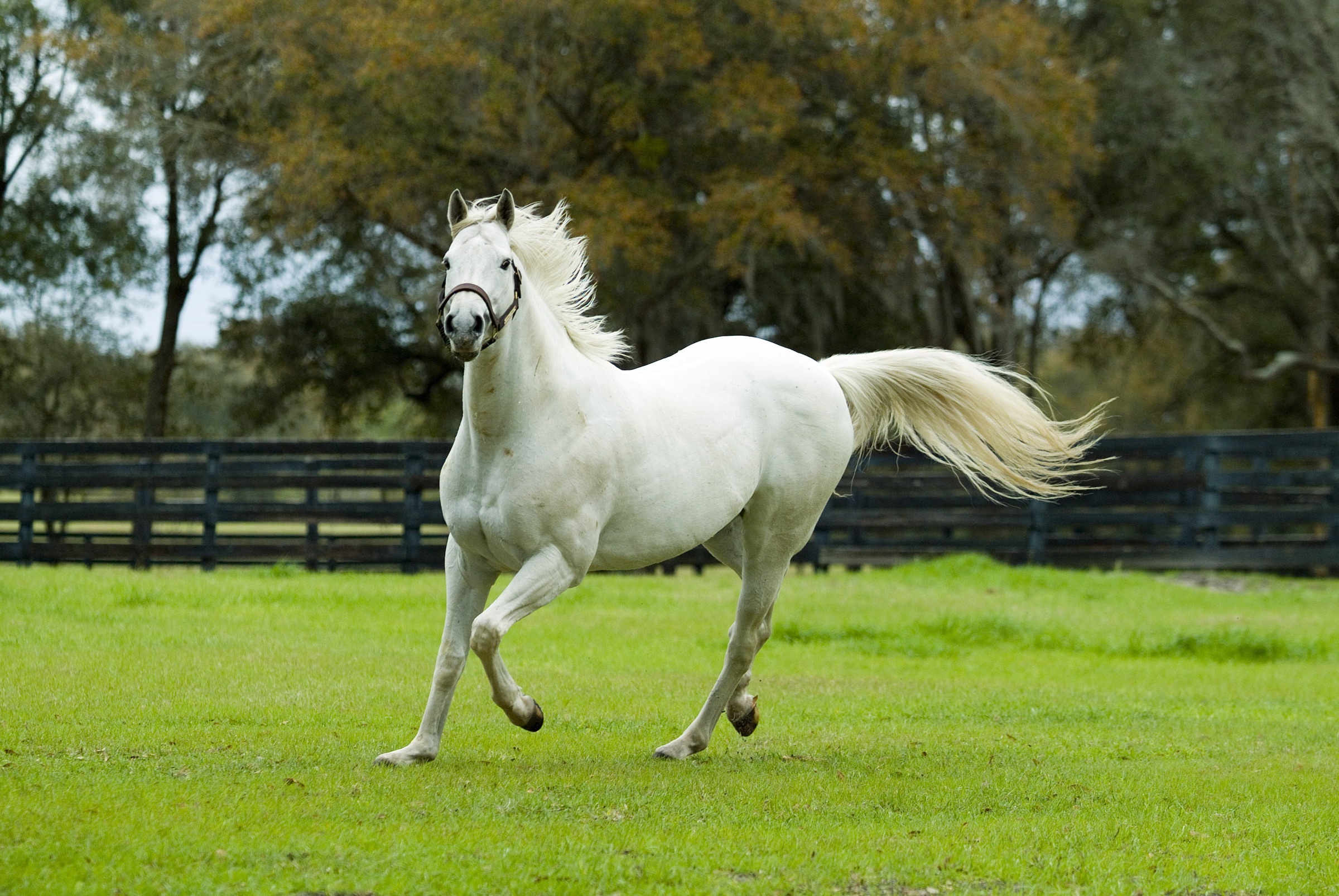 Белоснежные лошадки. Липицианская порода. Липпицианская лошадь белая. Порода лошадей Липицианская белые. Липпицианская порода лошадей.