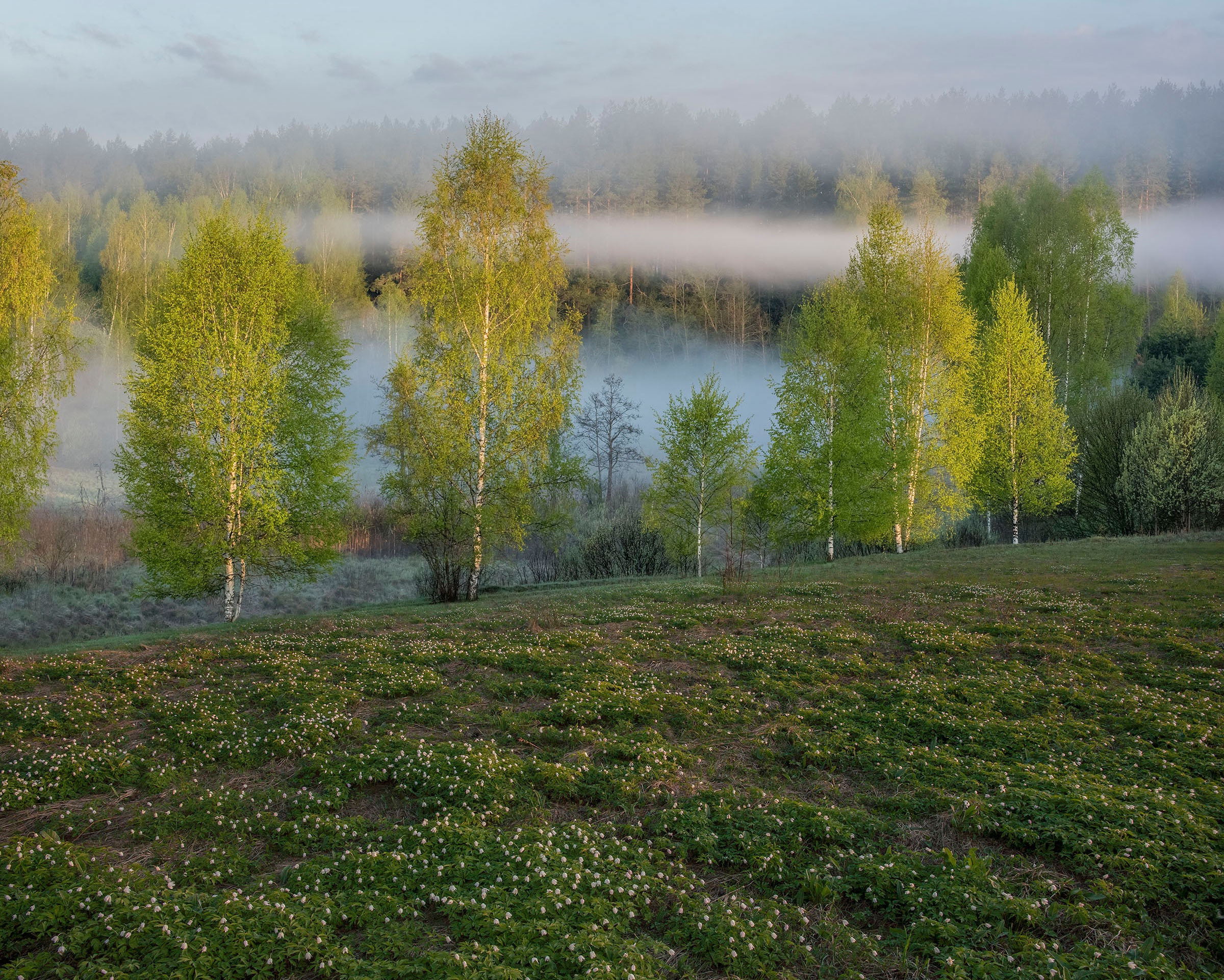 Березы у реки в Сибири