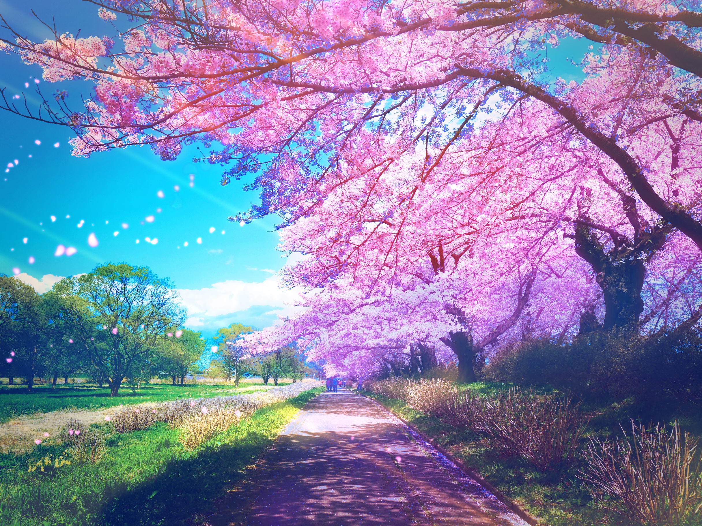 Big blossom. Сакура черри блоссом дерево. Цветущая Сакура Раевка. Сакура пейзаж.