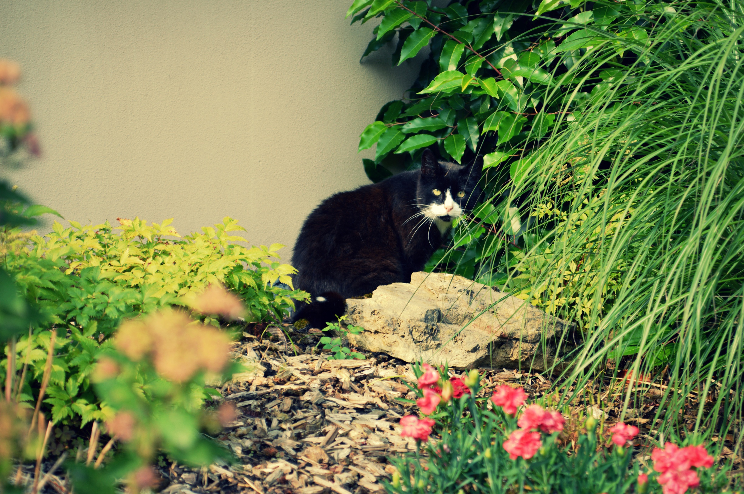 Cat plants. Кошки и растения. Черный кот в траве. Кот растение. Черный кот и цветы.