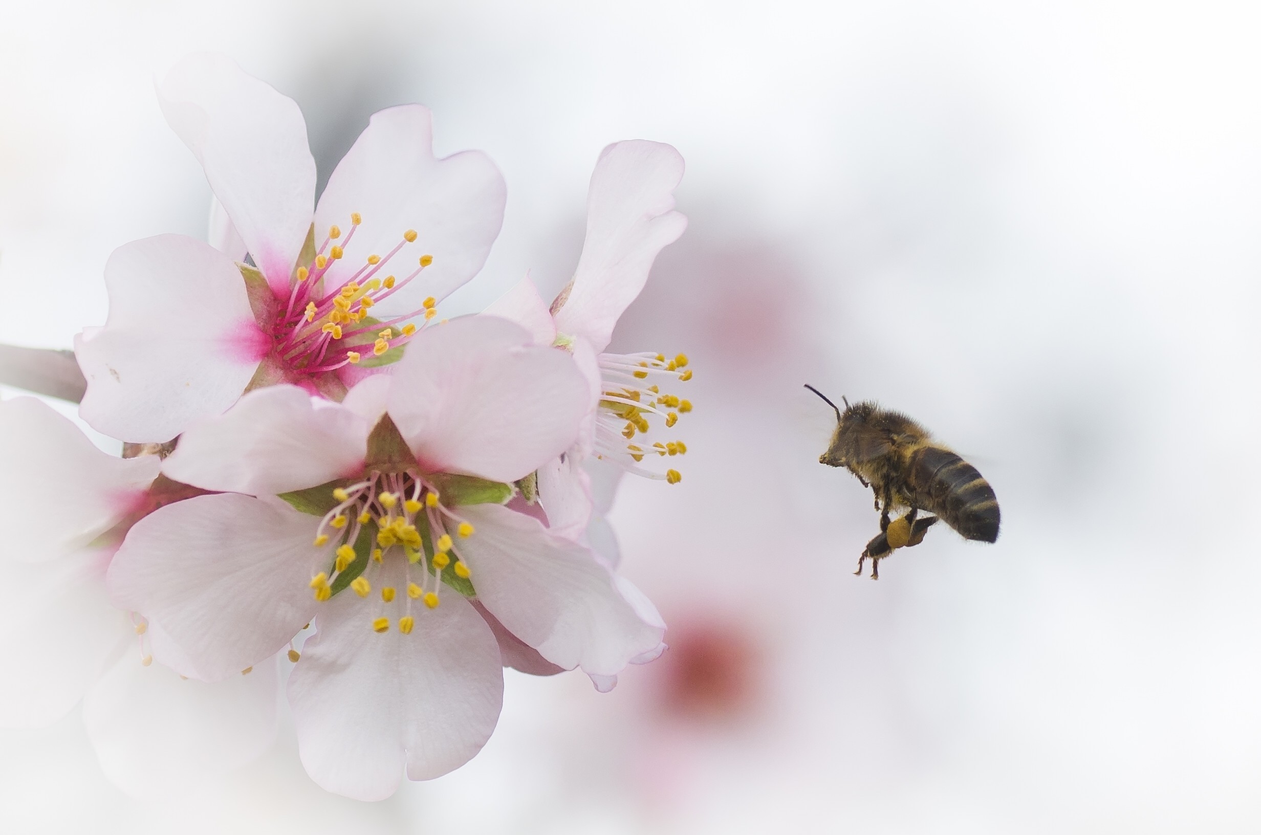 Какие отношения складываются между вишней и пчелой. Цветущая вишня с пчелой. Пчела на цветущей яблоне. Пчела на яблоневом цвете. Пчела на цветке.