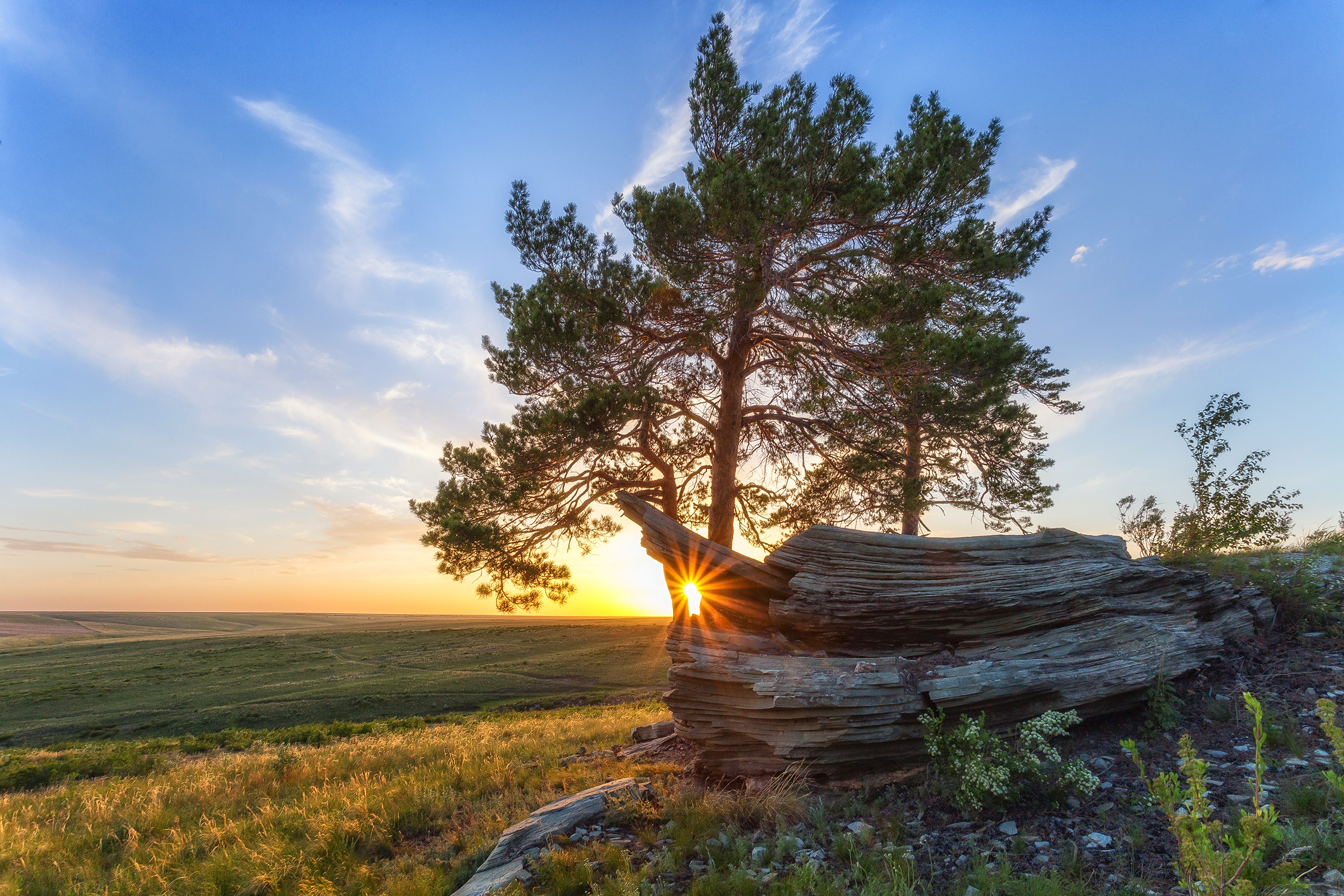 Природа производящая. Карагайский Бор природа. Карагайский Бор высокие деревья. Пейзажи природы с соснами. Сосны солнце.