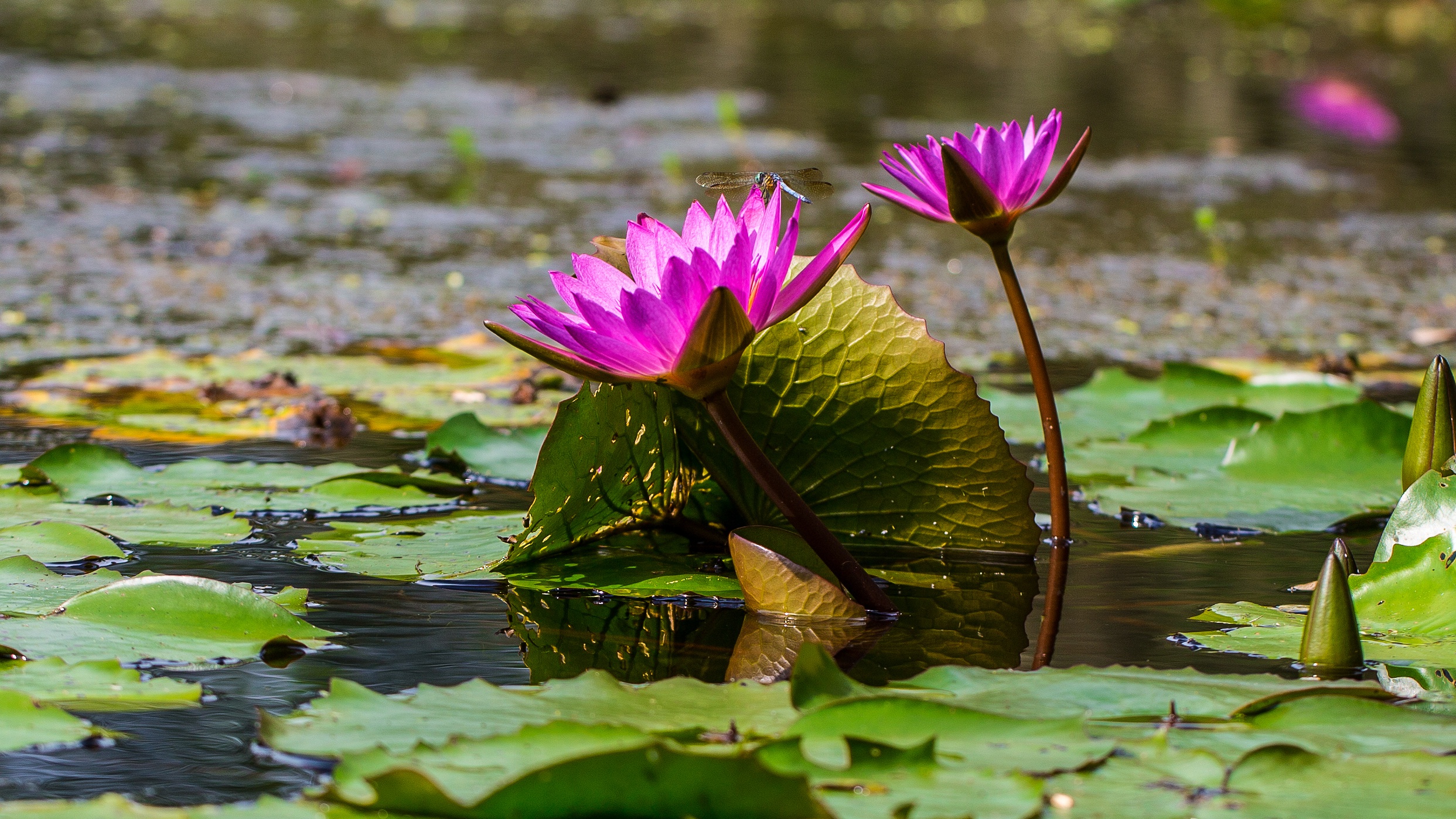 Купить цветы в озерах. Озеро АЗАС Лотосы. Лотос, рогоз, кувшинка. Маникам нимфея. Цветы кувшинки озера АЗАС.