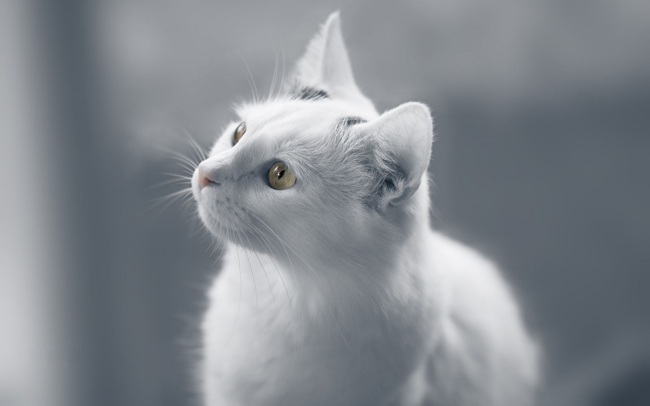 Белые кошечки картинки. Кошка белая. Белый котик. Красивая белая кошка. Серо белый кот.