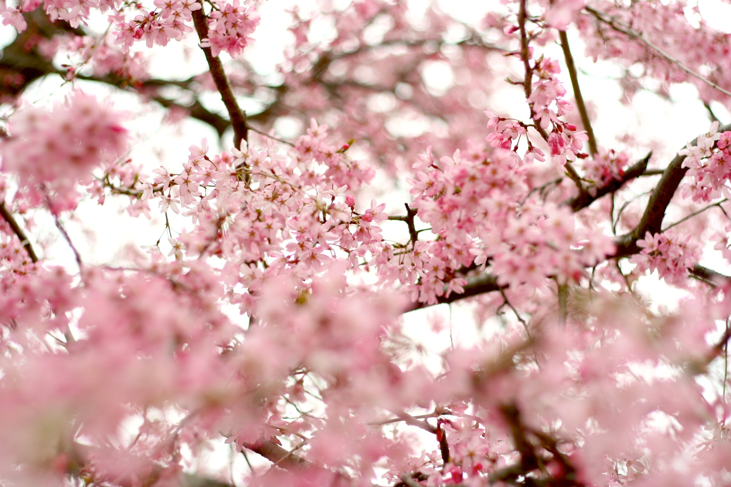 Сакура вишневая. Вишня черри блоссом. Сакура 6к дерево. Лес Сакуры. Цветение Сакуры ветка.