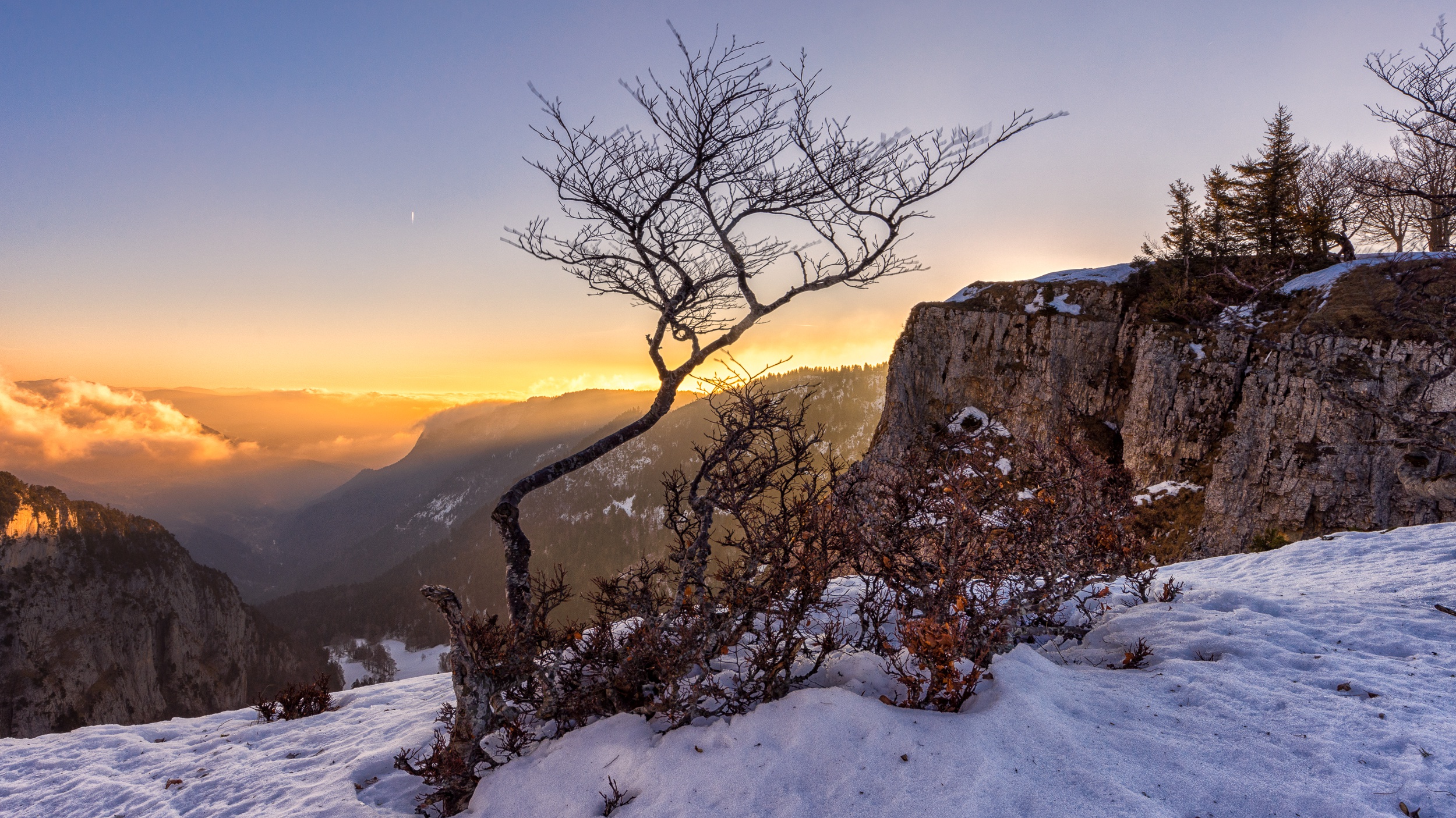 Mountain branch. Зимний лес на склоне горы. Деревья на скалах. Заснеженные кусты в горах. Снежный склон с деревьями.