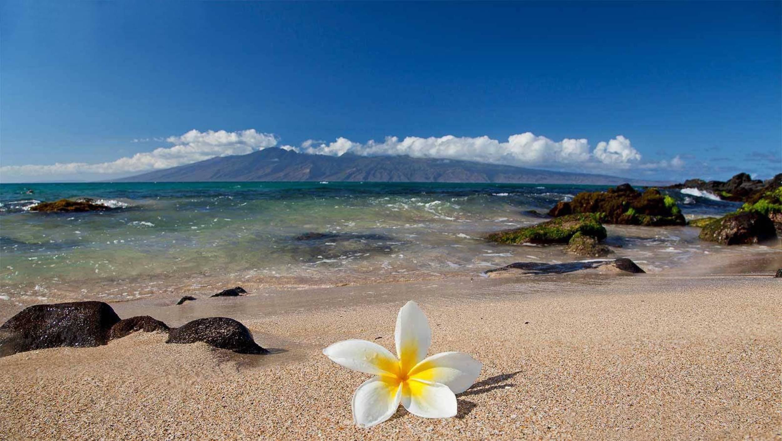Live near the sea. Азорские острова пляжи. Азорские острова пляжи песок. Магнолия Плюмерия. Кано Гавайи.