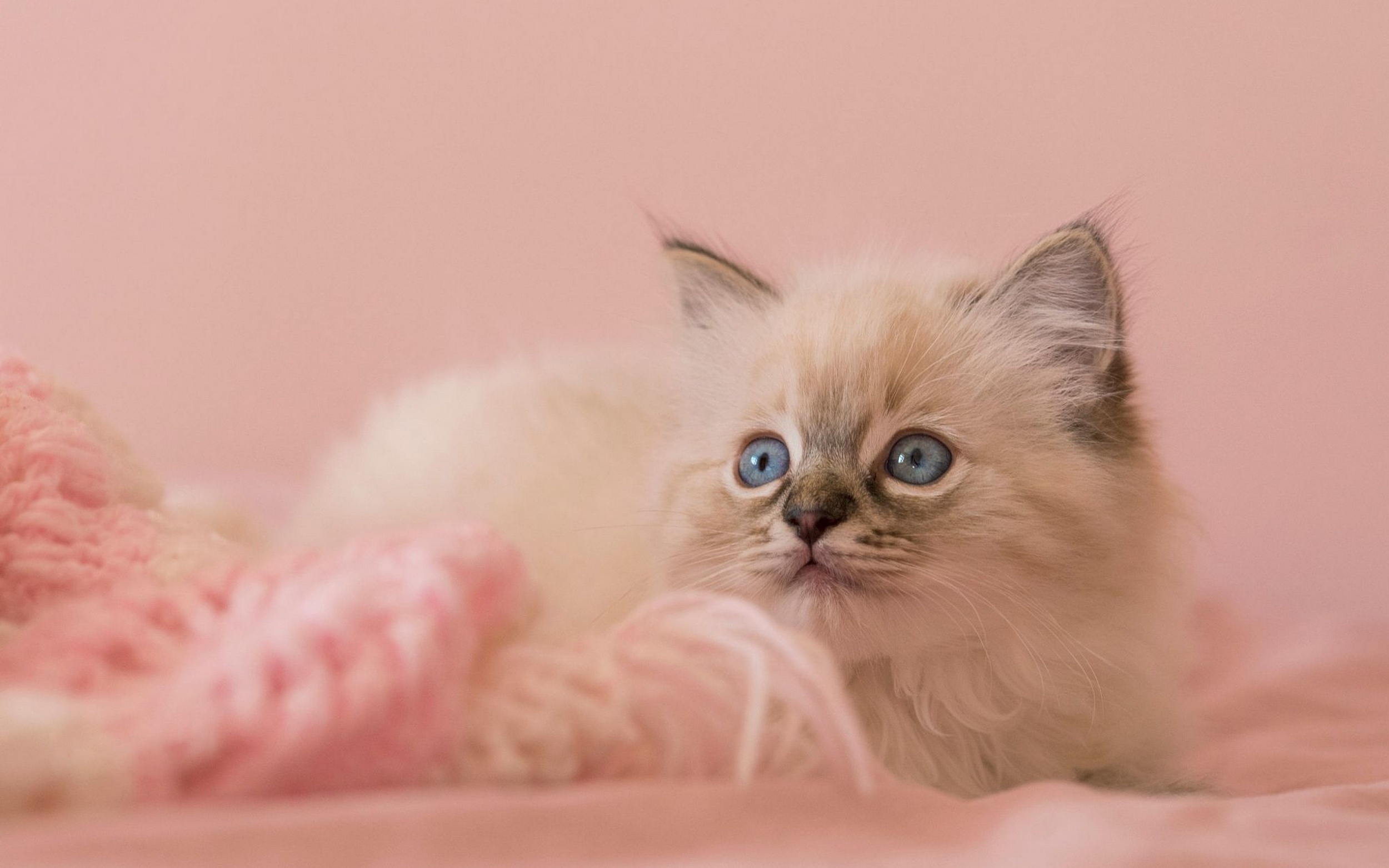 Кошка розовая глаза. Рэгдолл персиковый. Рэгдолл котенок персиковый. Красивые котята. Розовый котенок.