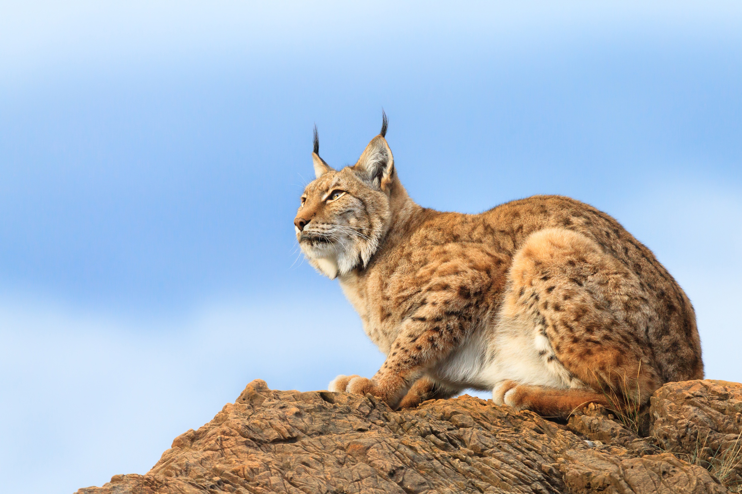 Строение рыси. Обыкновенная Рысь. Обыкновенная Рысь Lynx Lynx. Туркестанская Рысь. Гималайская Рысь.