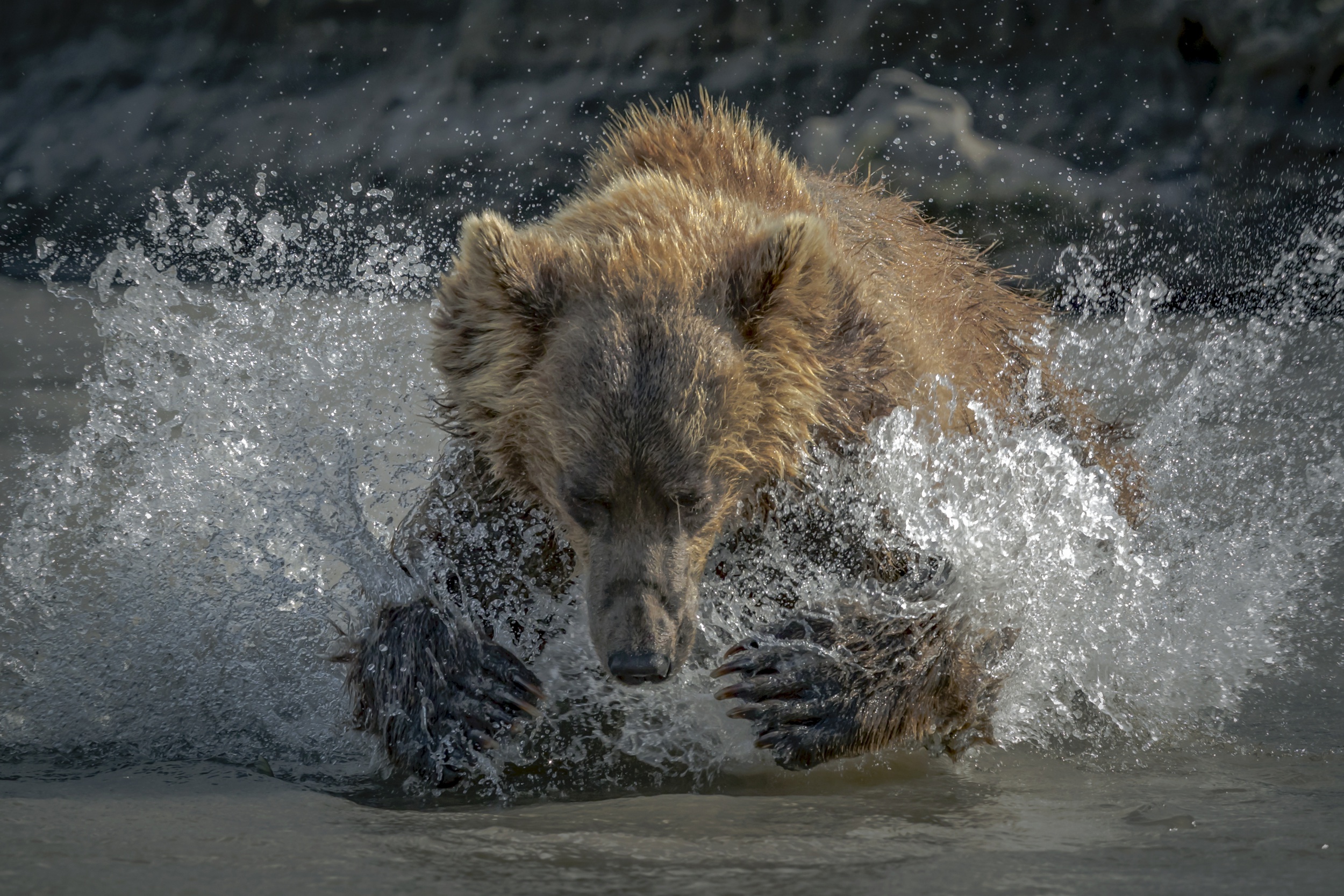 Животные в воде. Медведь. Мокрый медведь. Животные из воды.