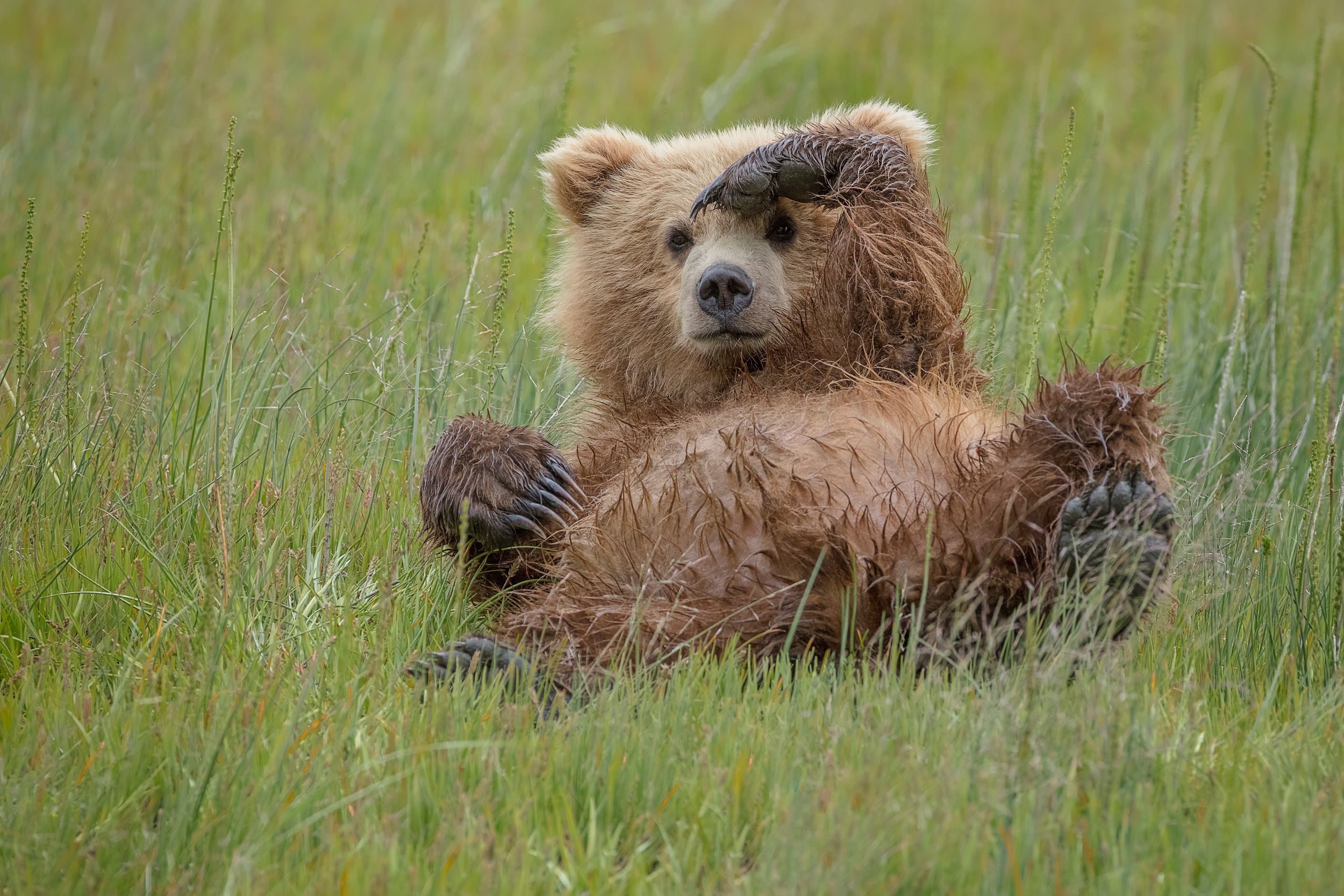 Медведь живет в степи