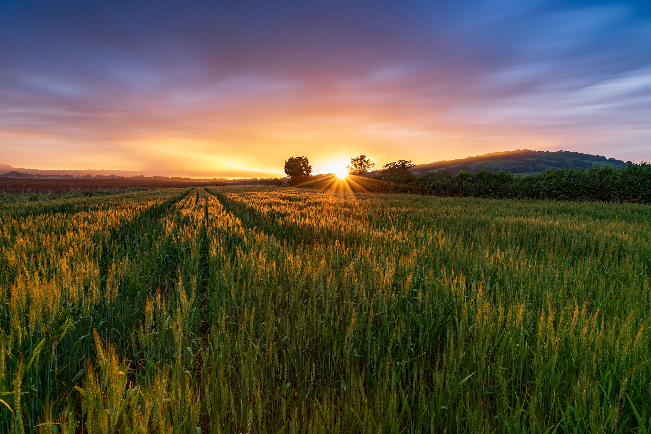 Пшеничное солнце. Поле пшеницы. Рассвет в поле. Природа поле. В поле.