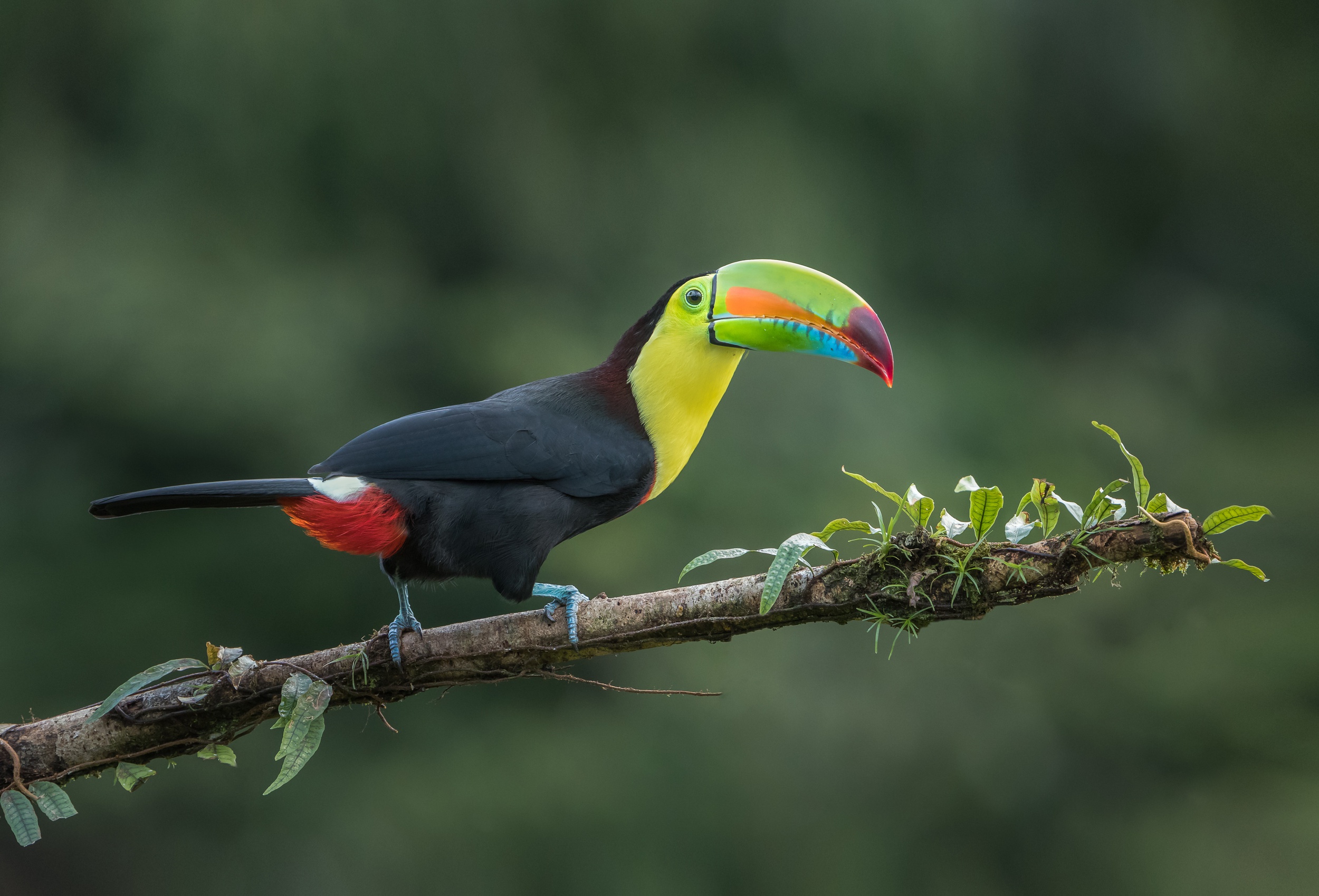 Tropical bird. Амазонский Тукан. Желтоклювый Тукан. Попугай Тукан. Тукан в джунглях.