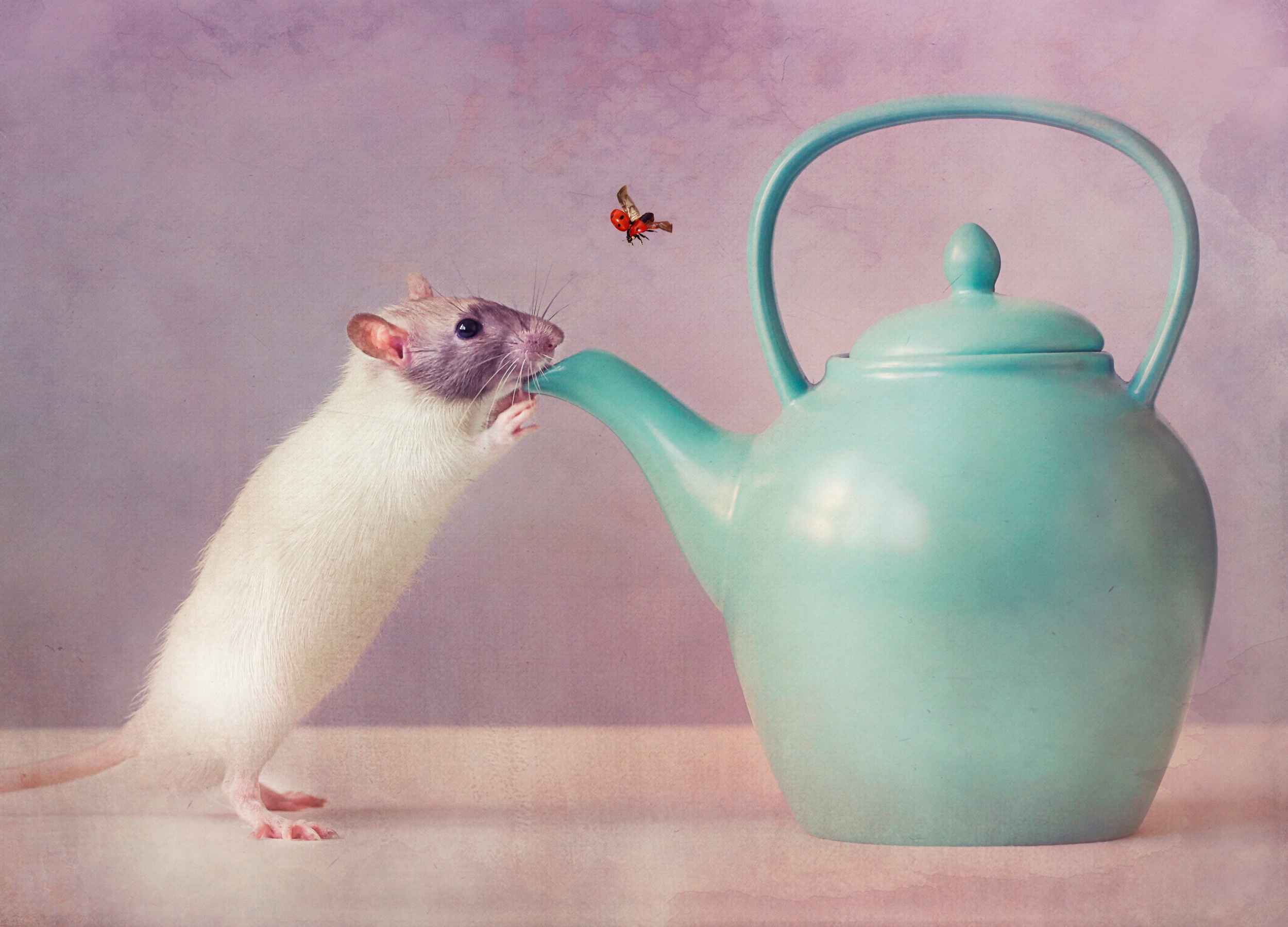 Мышь в воде. Мышь. Крыса в кружке. Мышь в чайнике. Обои с крысами.
