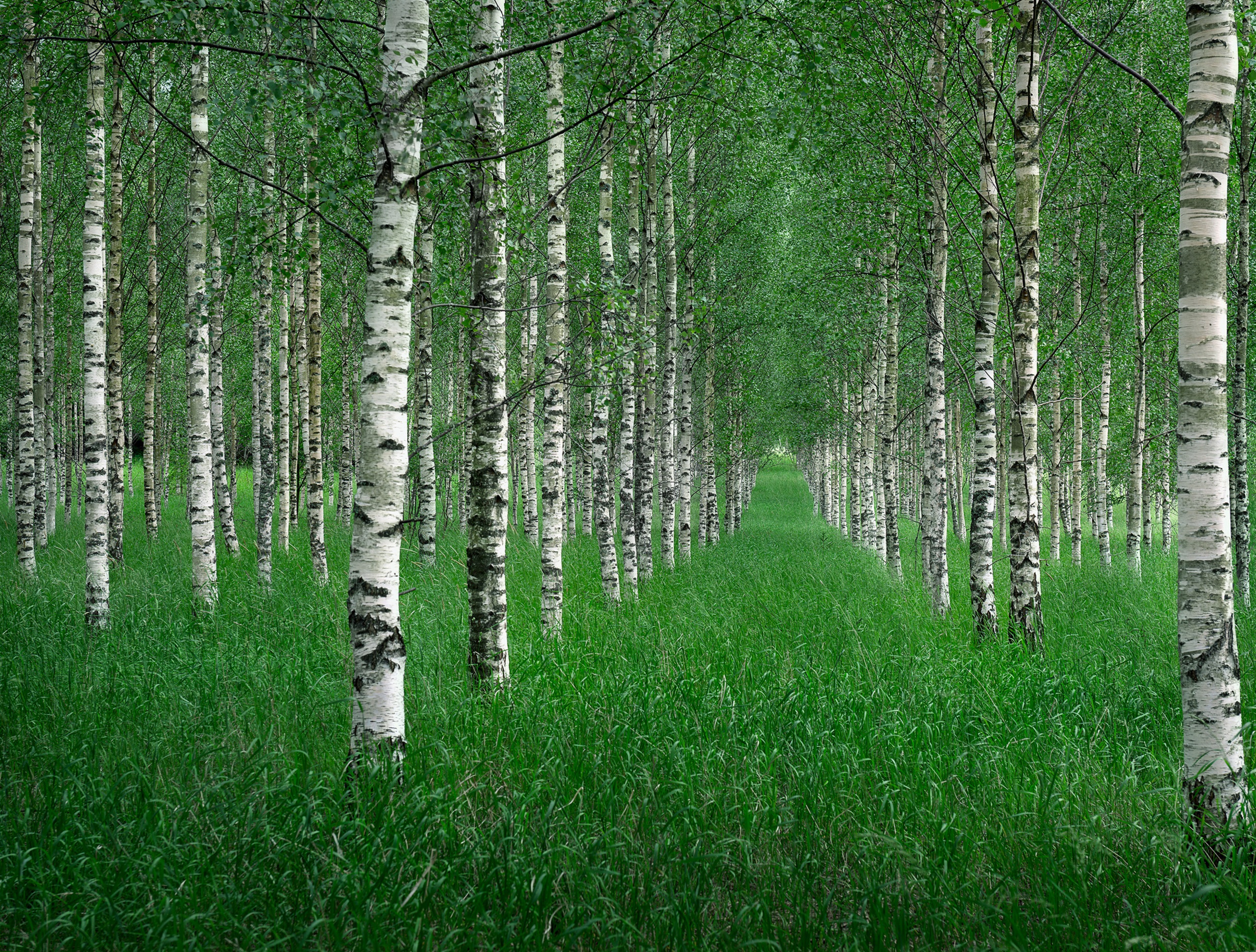 The grove of the dancing birches. Березовая роща. Березовая роща Тутаев. Берёзовая роща Шуя лето. Березовая роща Плес.