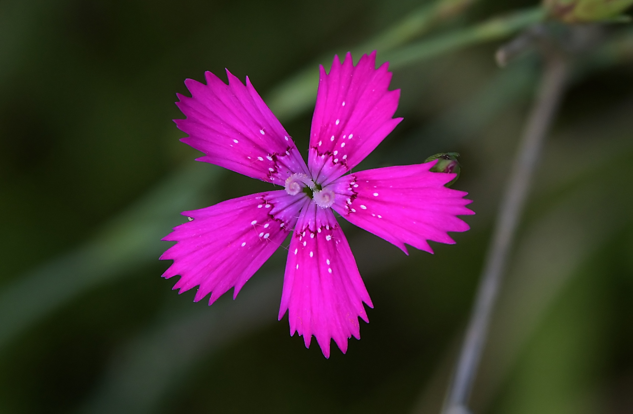 Про одиночные. Dianthus versicolor Fisch.- Гвоздика разноцветная. Dianthus caryophyllus. Индийская гвоздика Dianthus. Гвоздика Полевая.