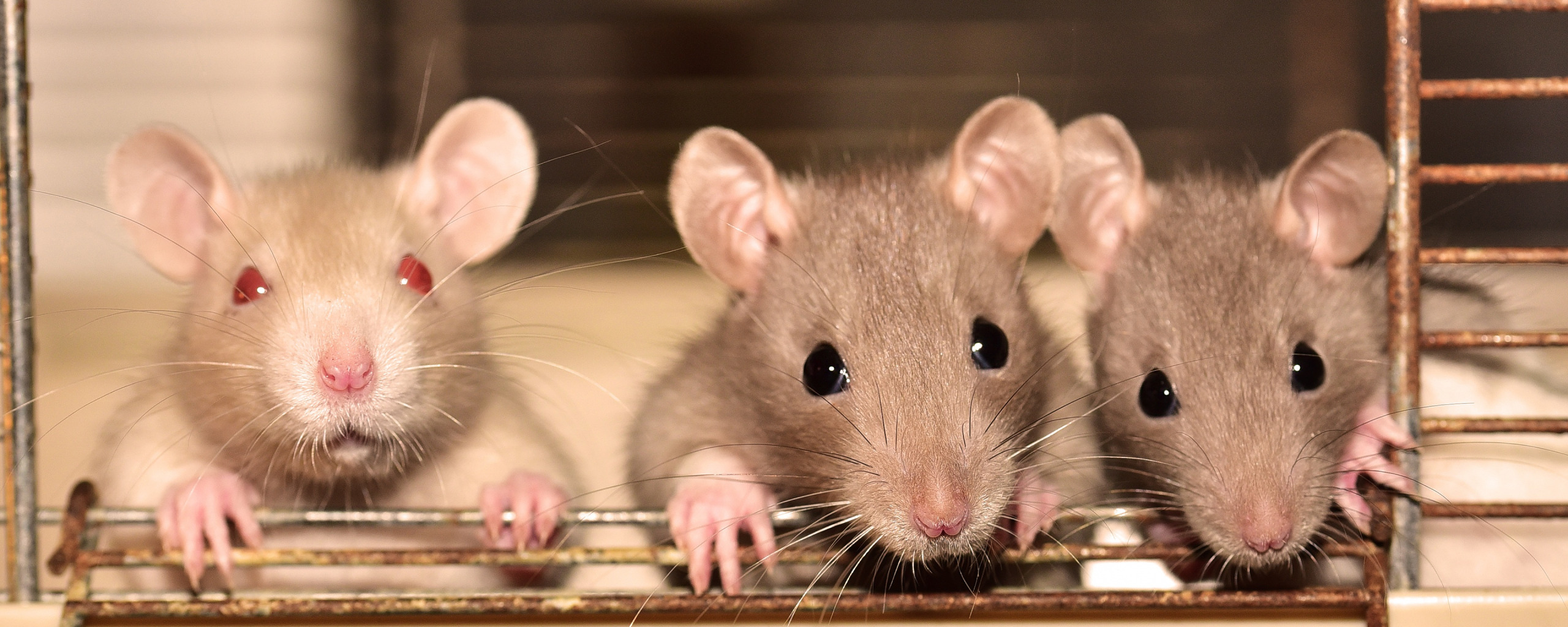 Включи 3 мышей. Три крысы. Крыса вельвет. Серая мышка девушка. Родительское поведение животных крысы.