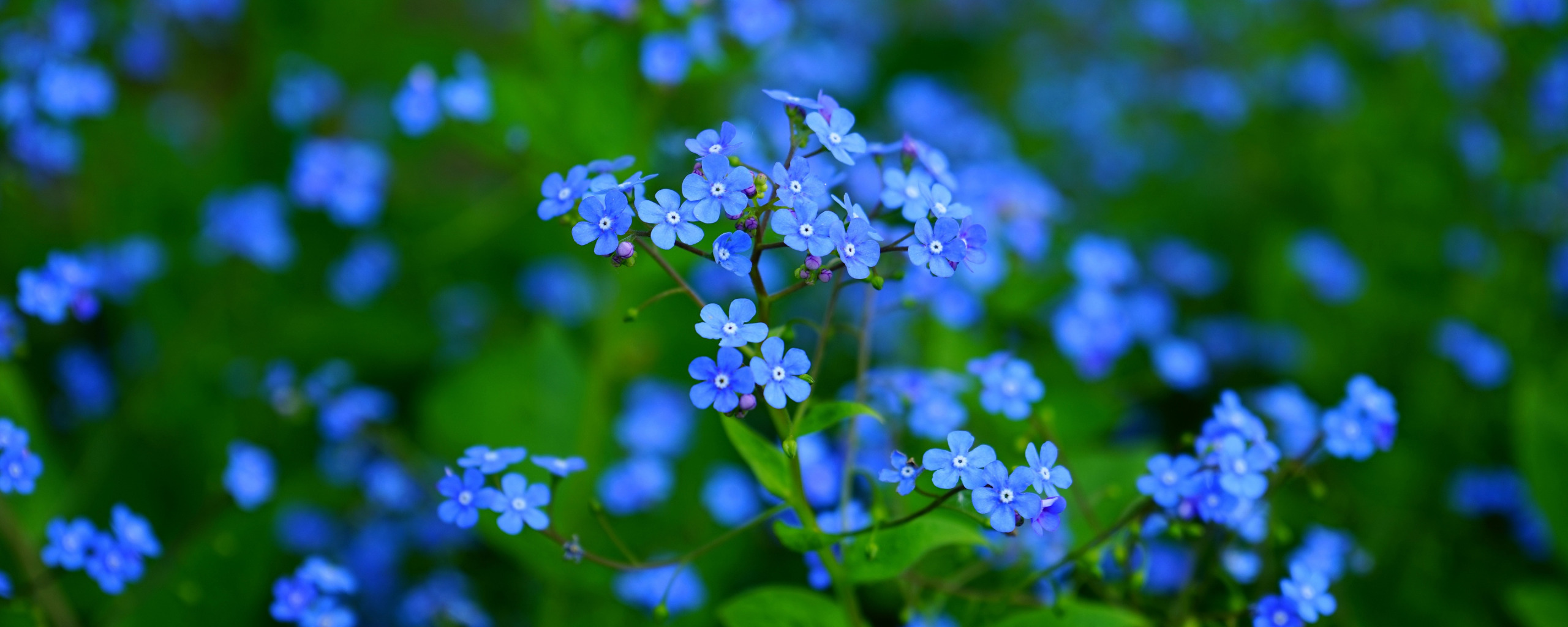 Море незабудок. Незабудка дернистая. Незабудка Полевая (Myosotis arvensis). Блуе Фловер. Незабудка Садовая голубая.