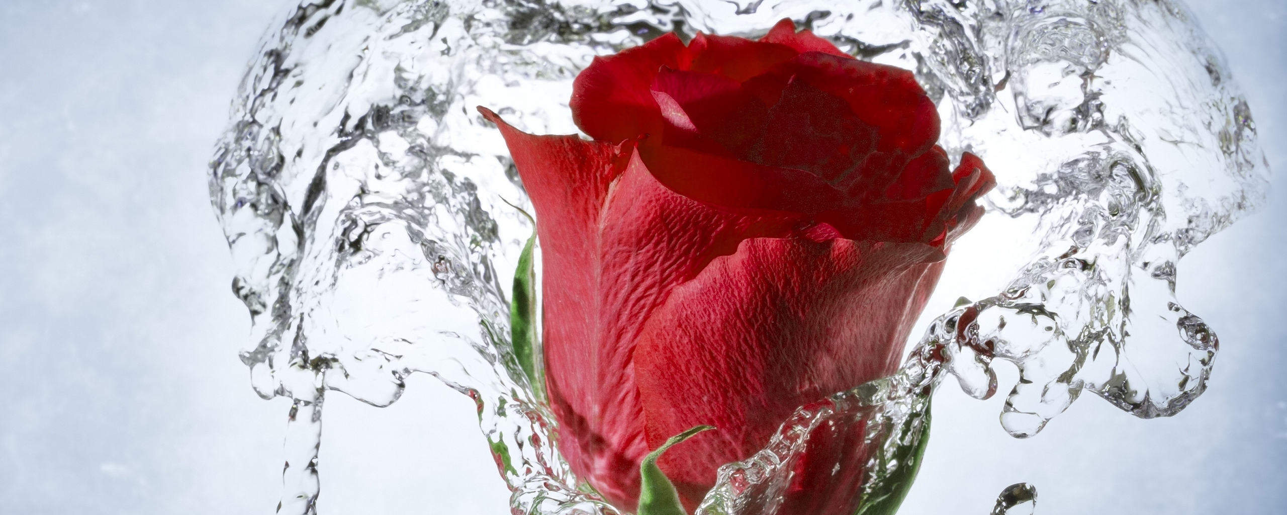 Розы в горячую воду. Розы в воде. Капли воды на Розе. Лепестки роз в воде.