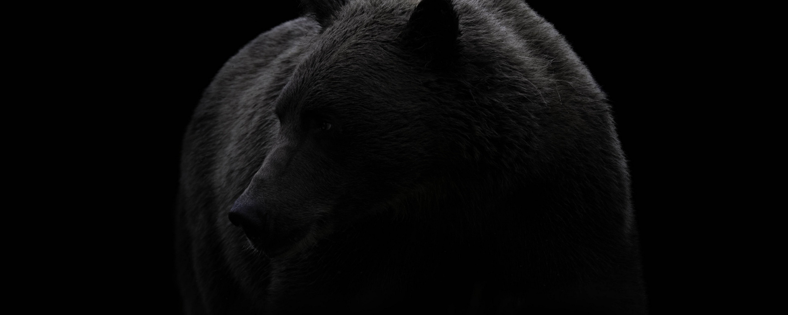 Медведь на черном фоне. Медведь на темном фоне. Обои на рабочий стол медведь. Черный медведь на черном фоне.