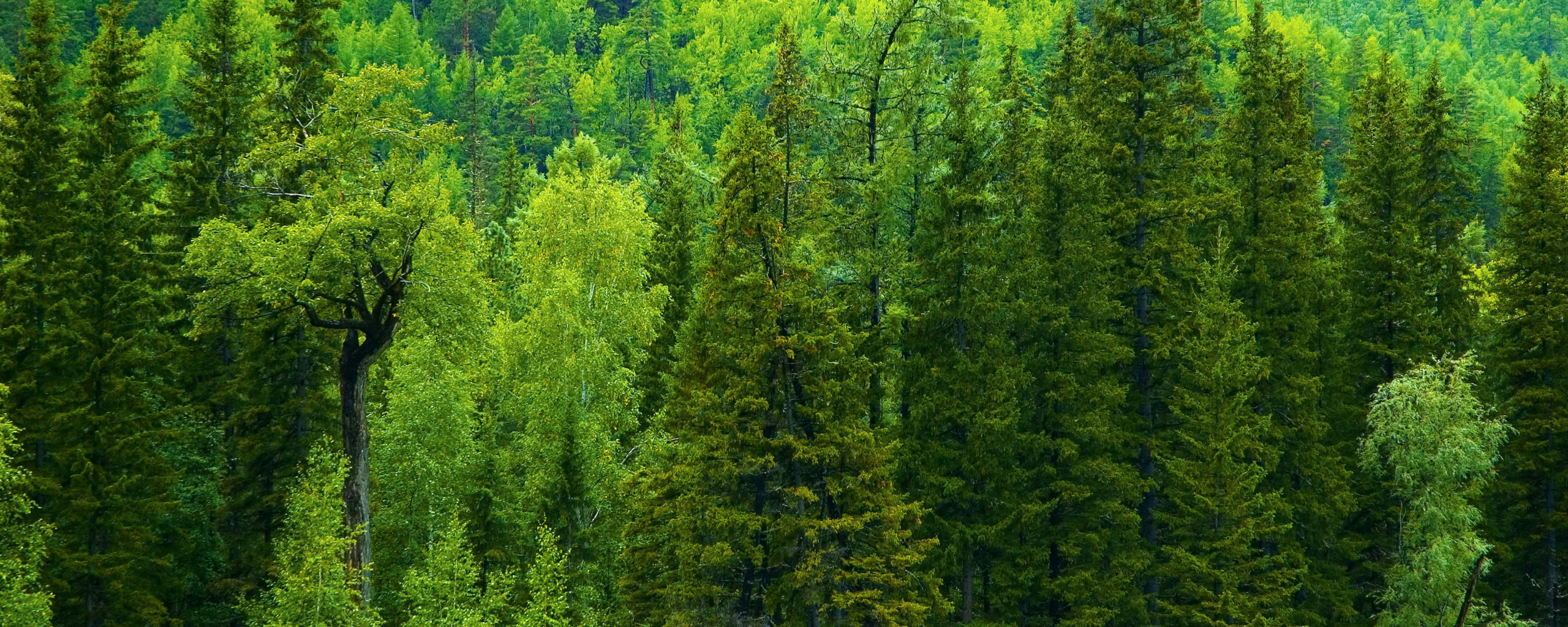 Чисто хвойный лес