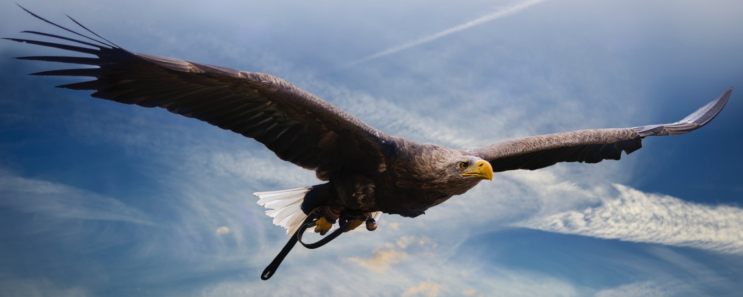 Хищные птицы Ставропольского края. Орел взлетает. Фото орла в полете. Орел в полете над горами. Читать путь орла