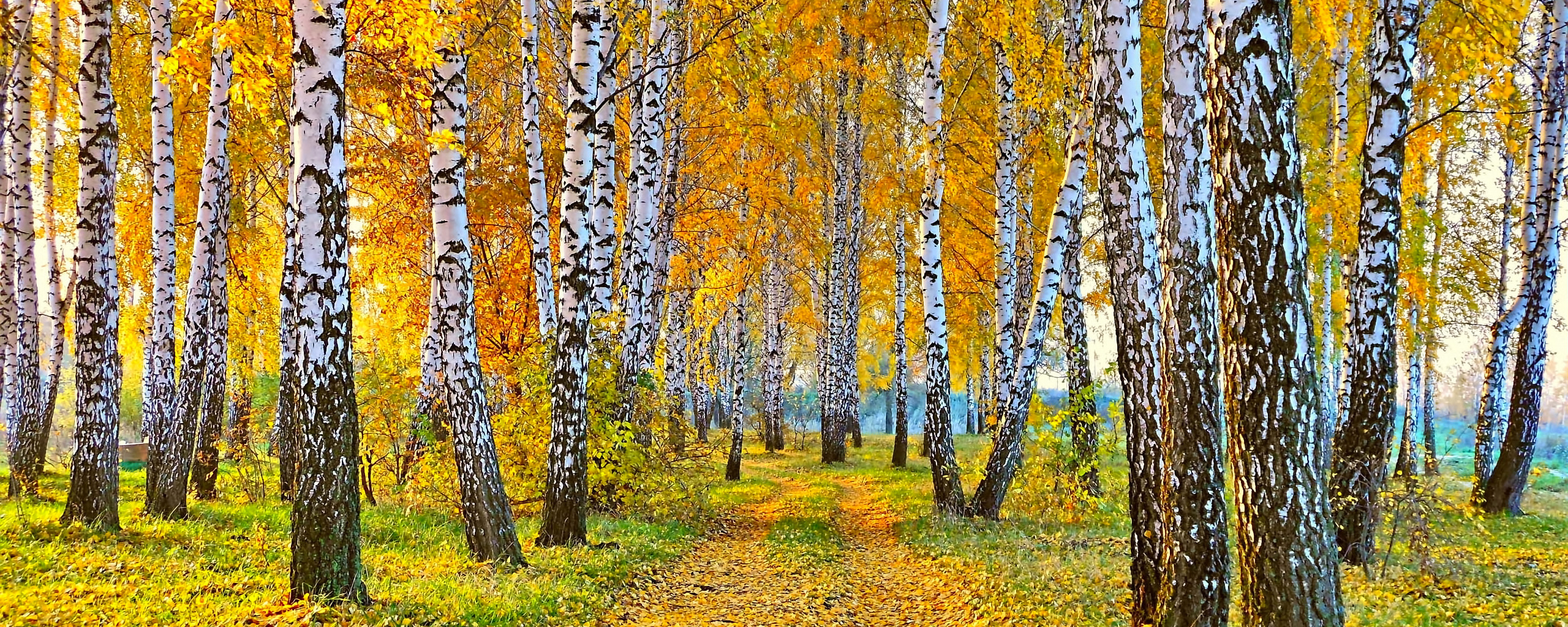 Фото Береза Осенью Для Детского Сада