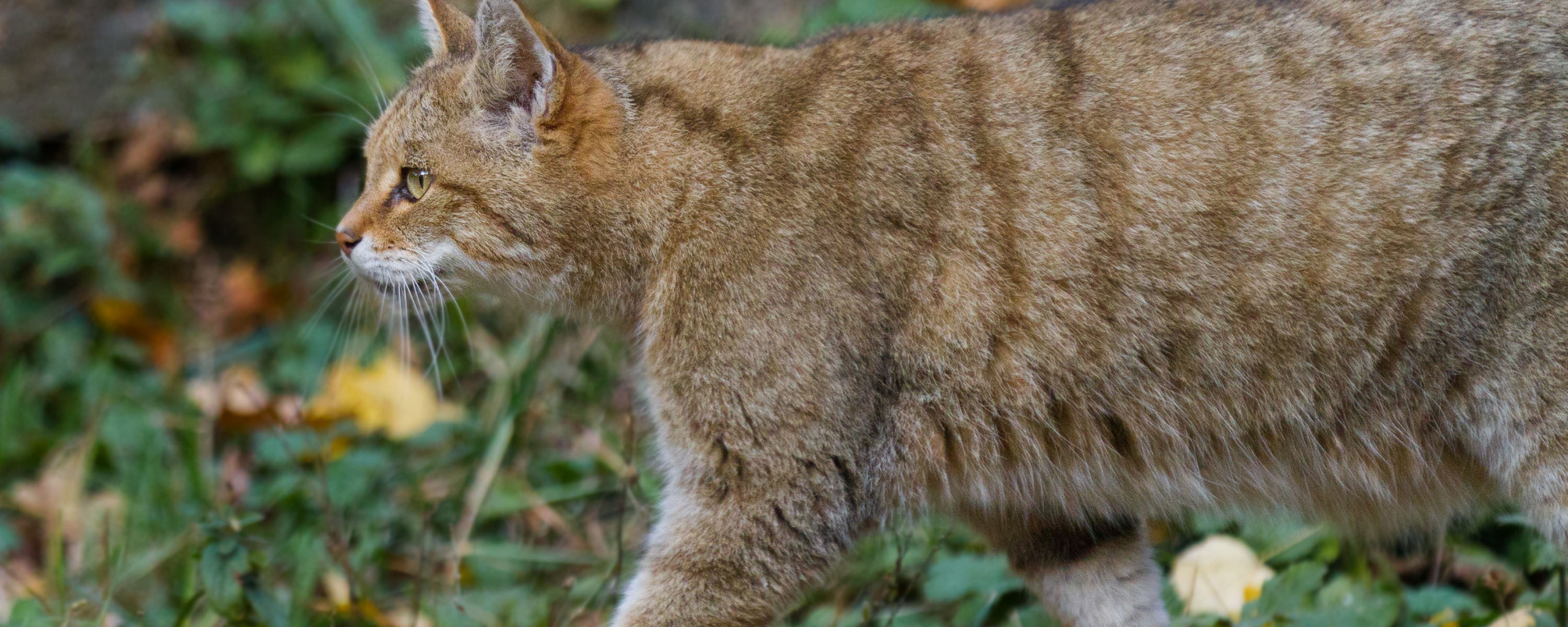 Кавказская Лесная кошка. Амурская Лесная кошка. Дикий Лесной кот. Дальневосточный дикий кот.