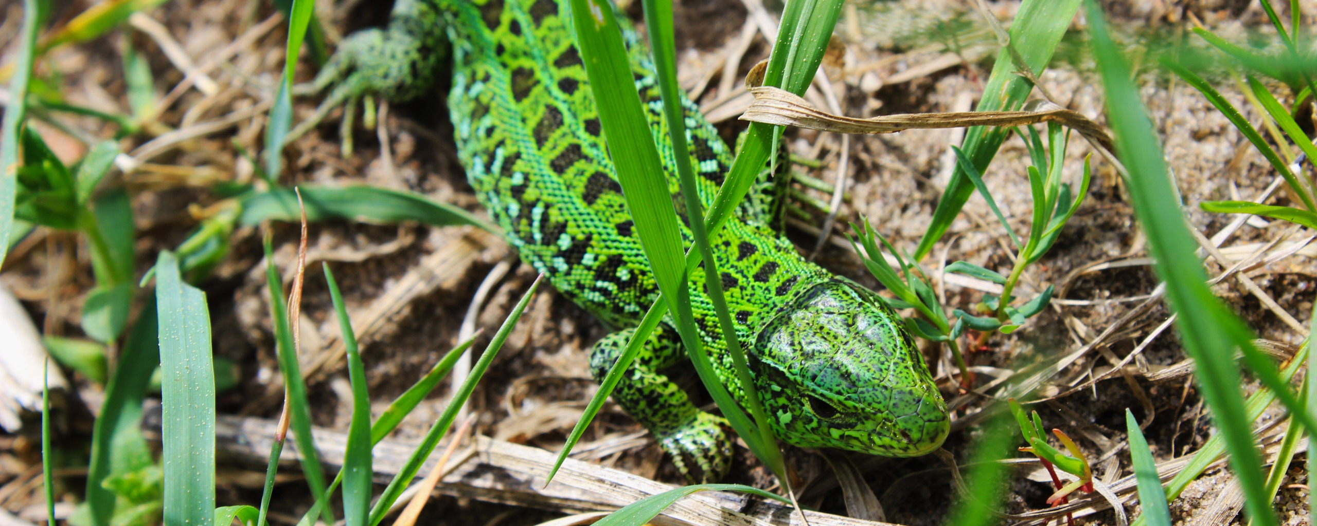 Green lizard ул ленина 5 фото