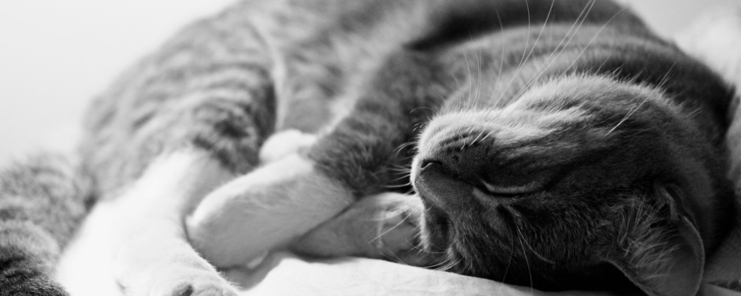 К чему снится котенок на руках женщины. Спящий серый кот. Серый кот сонник обои. Приснились мертвые котята.