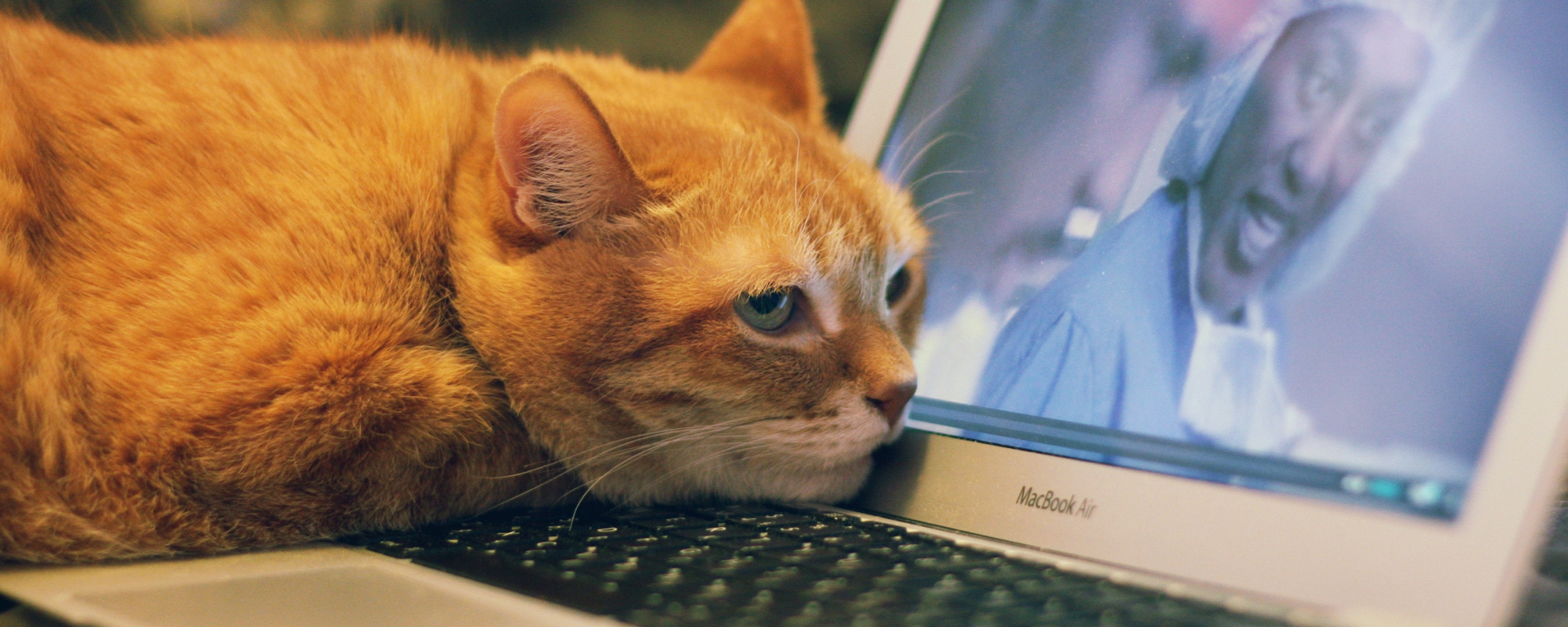Котик 1 час. Котик за компьютером. Рыжий кот за компьютером. Коты за компом. Кошка и компьютер.