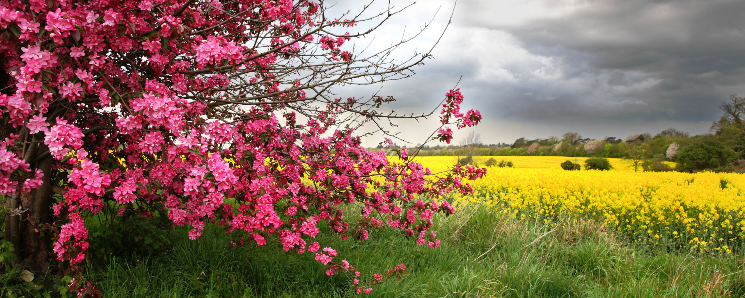 Цветут цветы не я не ты. Пейзаж панорама обои цветы. Spring Landscape.