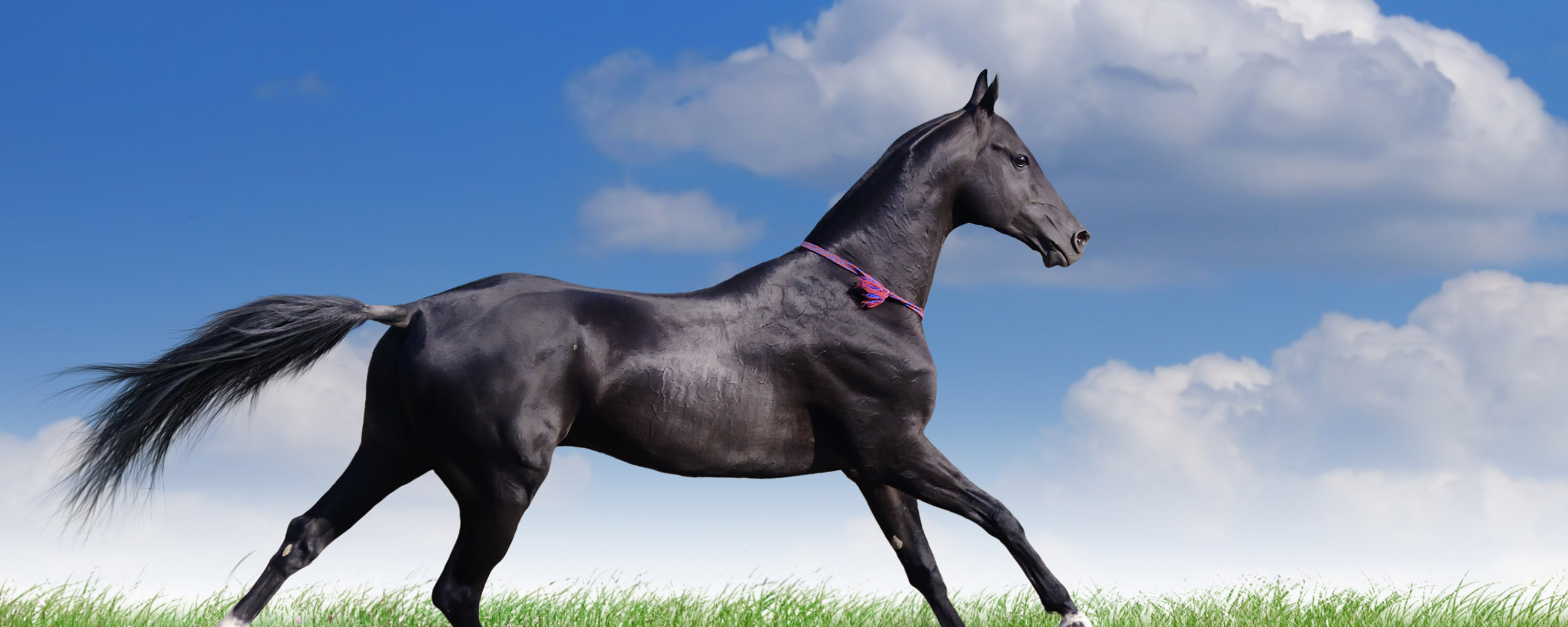Лошадь бежит. Бегущая черная лошадь. Белая лошадь обои. Лошадь в облаках.