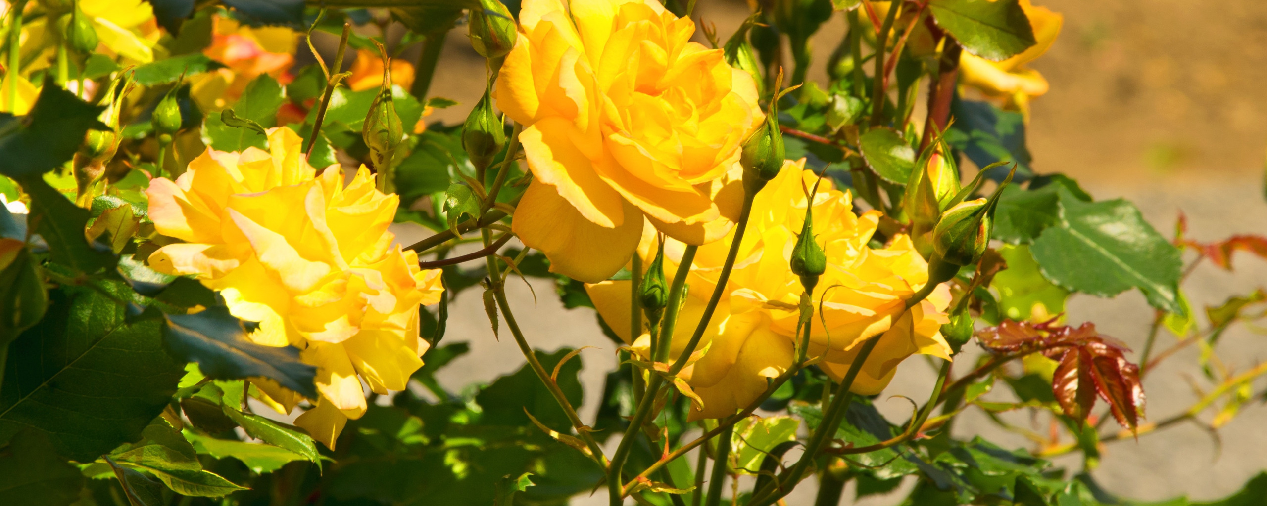 10 Stunning Yellow Flowering Shrubs - Garden Lovers Club Yellow flowering shrub,