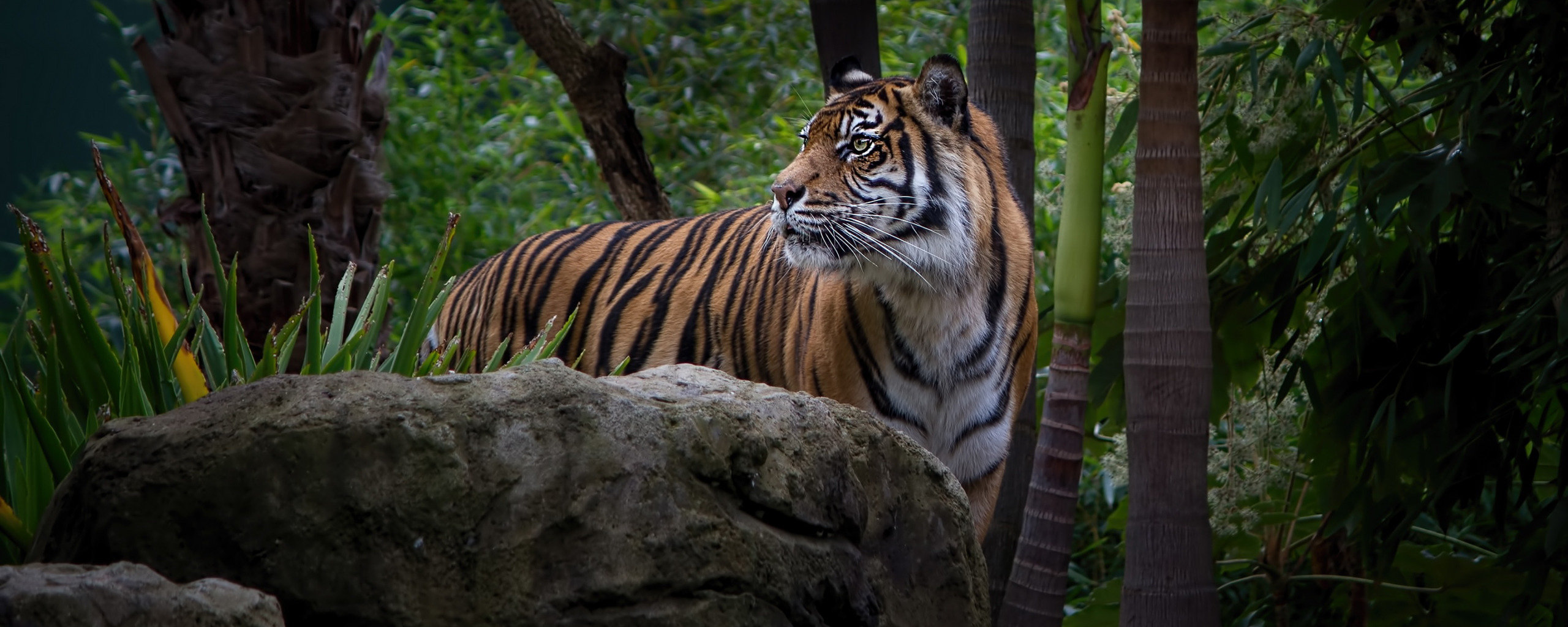 Животные джунглей. Тигр в тропиках. Тигр в джунглях. Тигр в тропическом лесу.