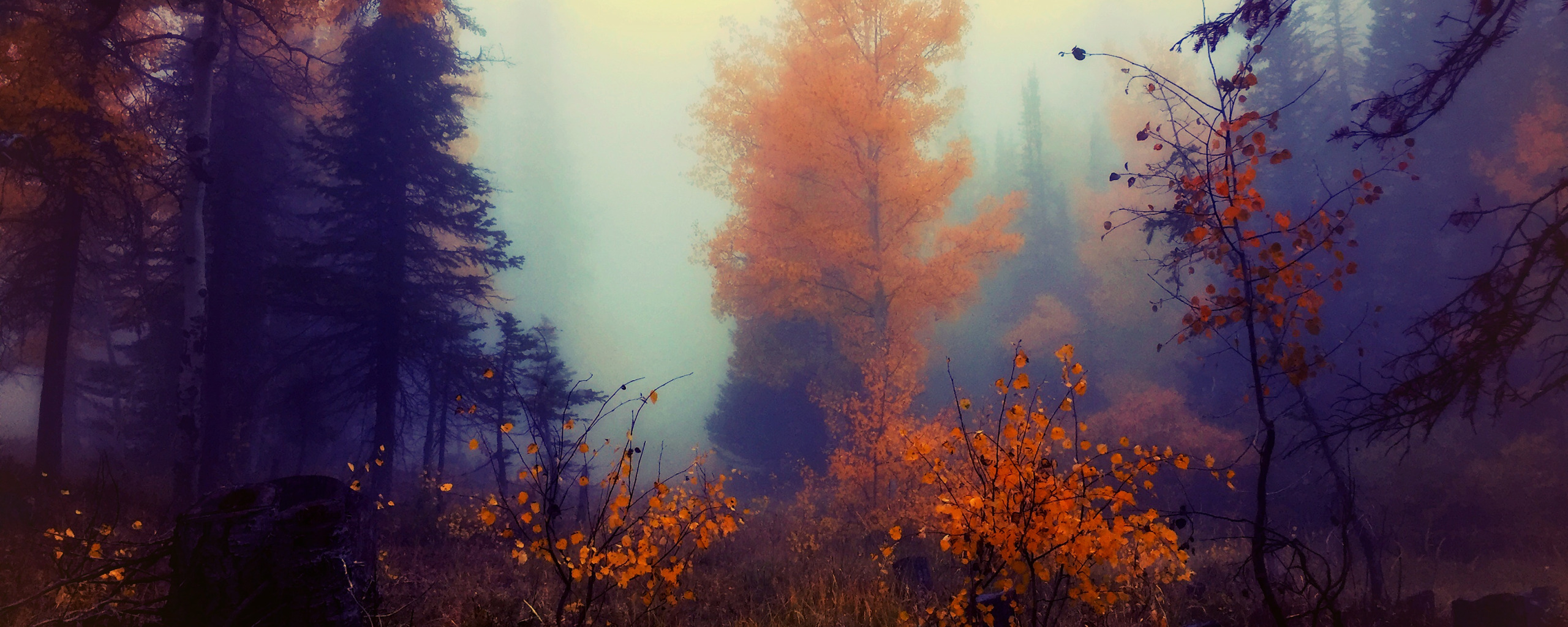 Туман бывает вечером. Осень туман. Лес в тумане. Вечерний туман в лесу. Осенний лес.