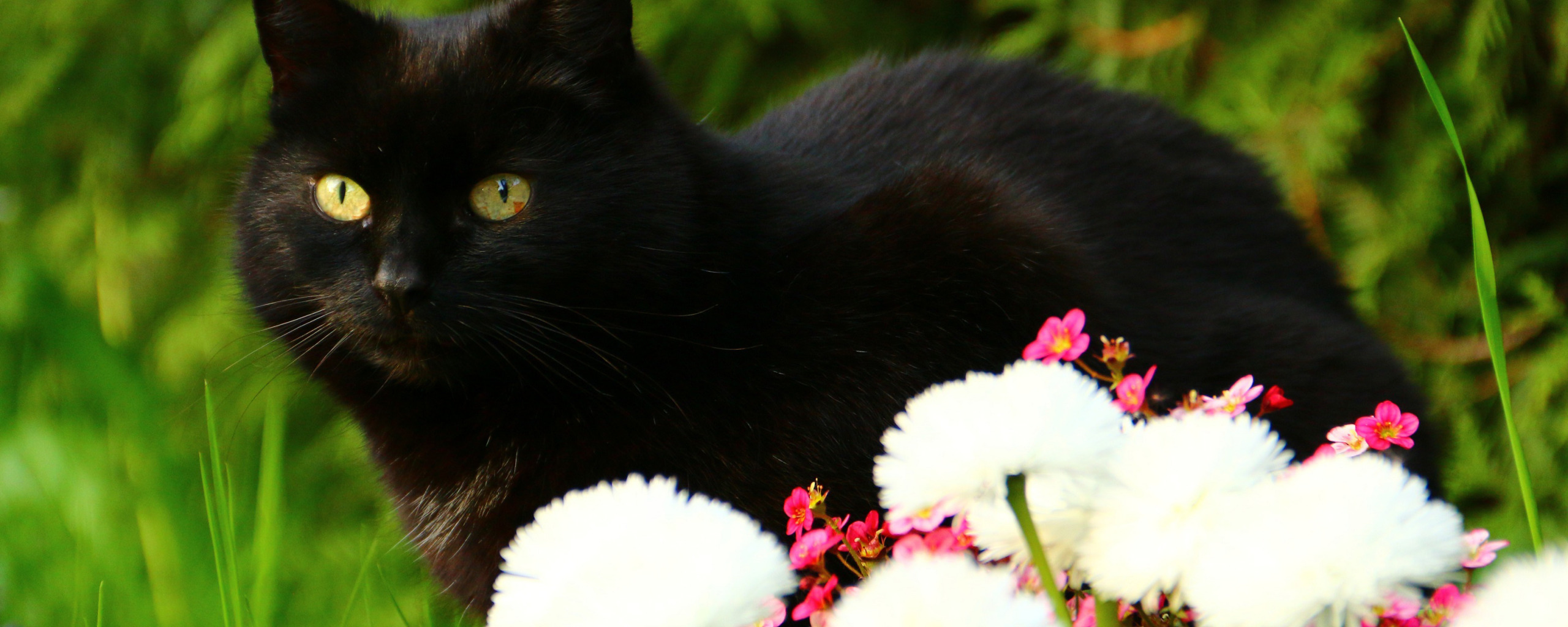 Эти легкие похожи на мой черный. Каскад черный кот. Черный кот Рязань. Кот, взгляд, черный, Cat, Black. Кот чёрный, 15 см..