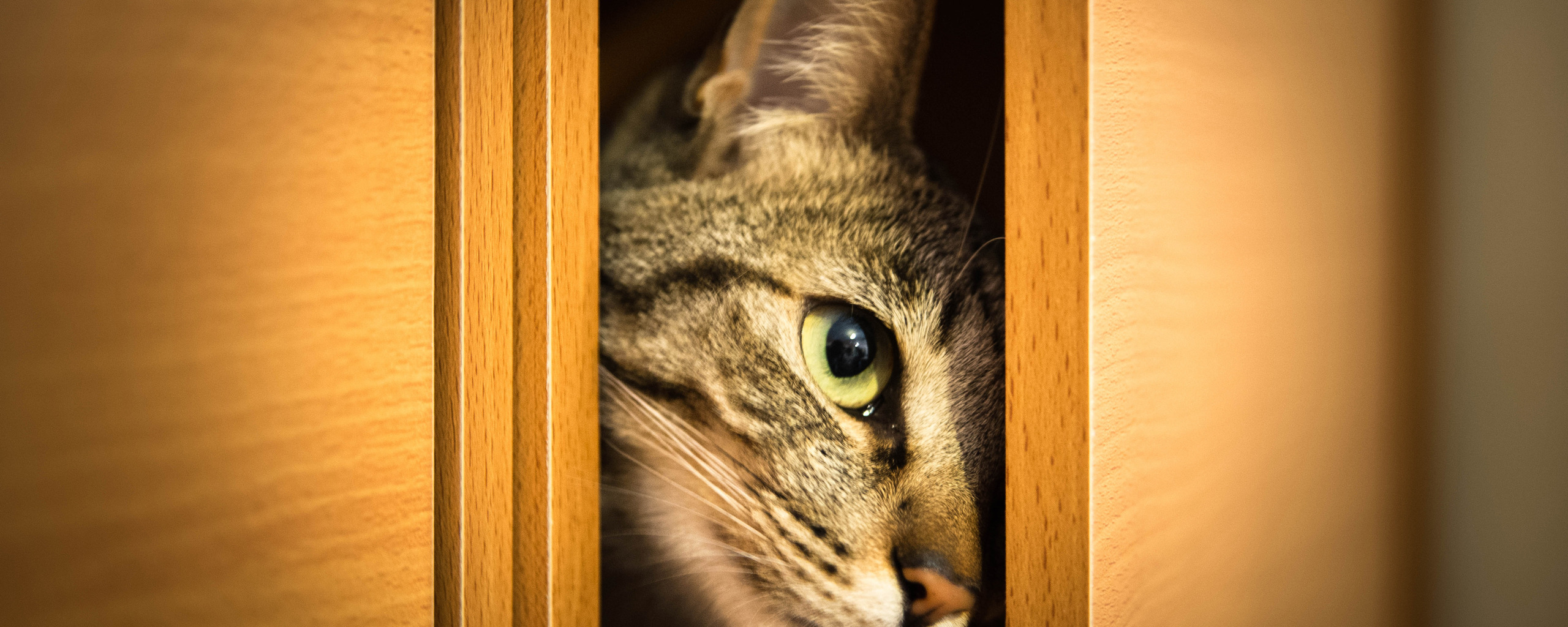 Кот выглядывает из шкафа