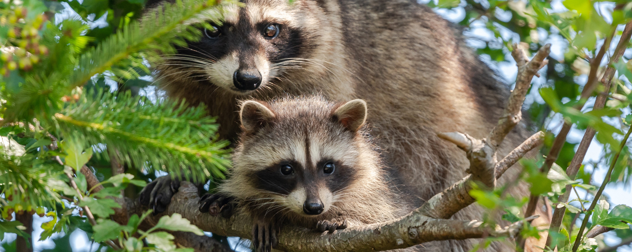 Racoons перевод с английского