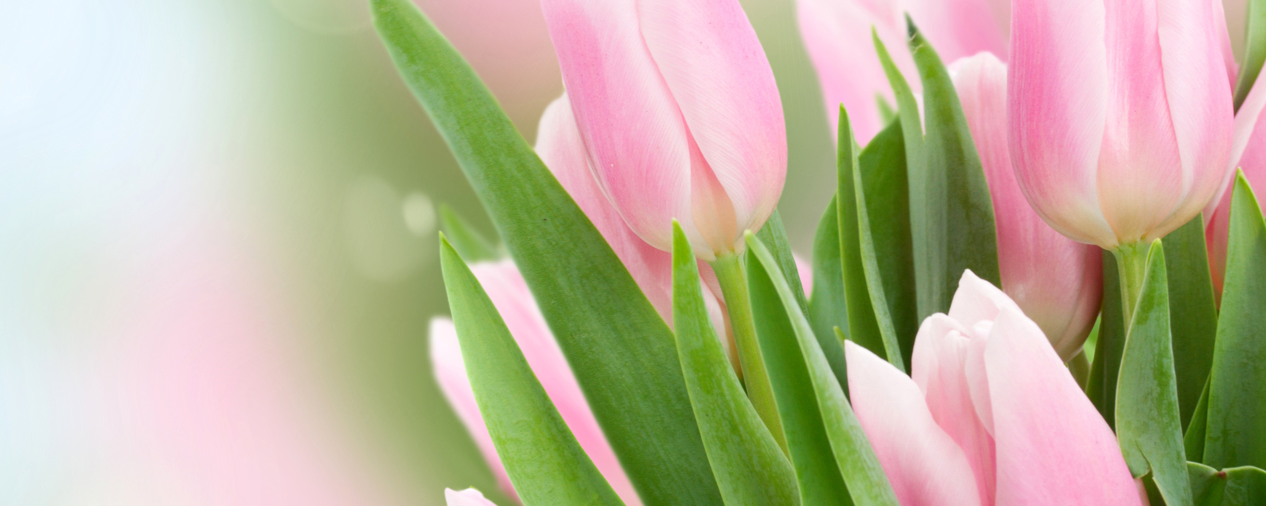 Обложка для вк тюльпаны. Тюльпаны. Нежные тюльпаны. Тюльпаны фон. Тюльпаны на розовом фоне.