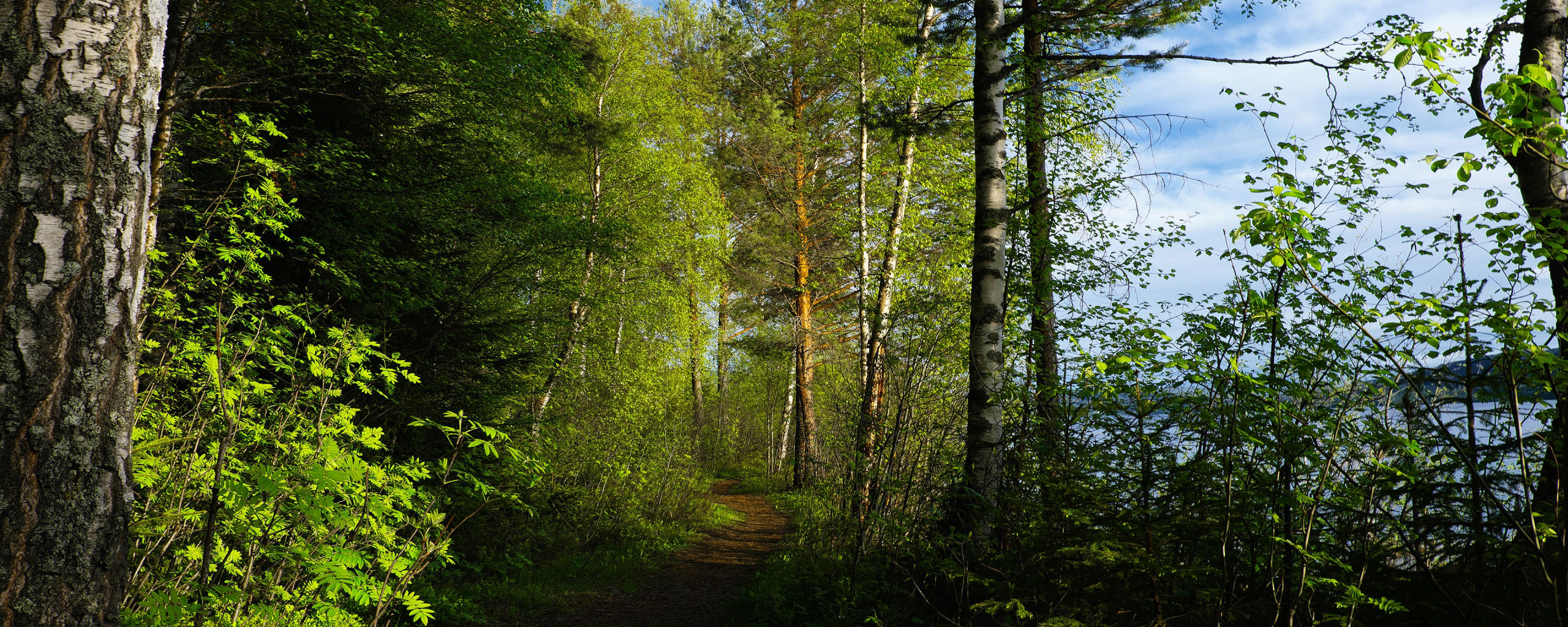 Лесной з. Новоуральск лес. Лесополоса березы. Пейзаж зелень леса. Парк Новоуральск лес.