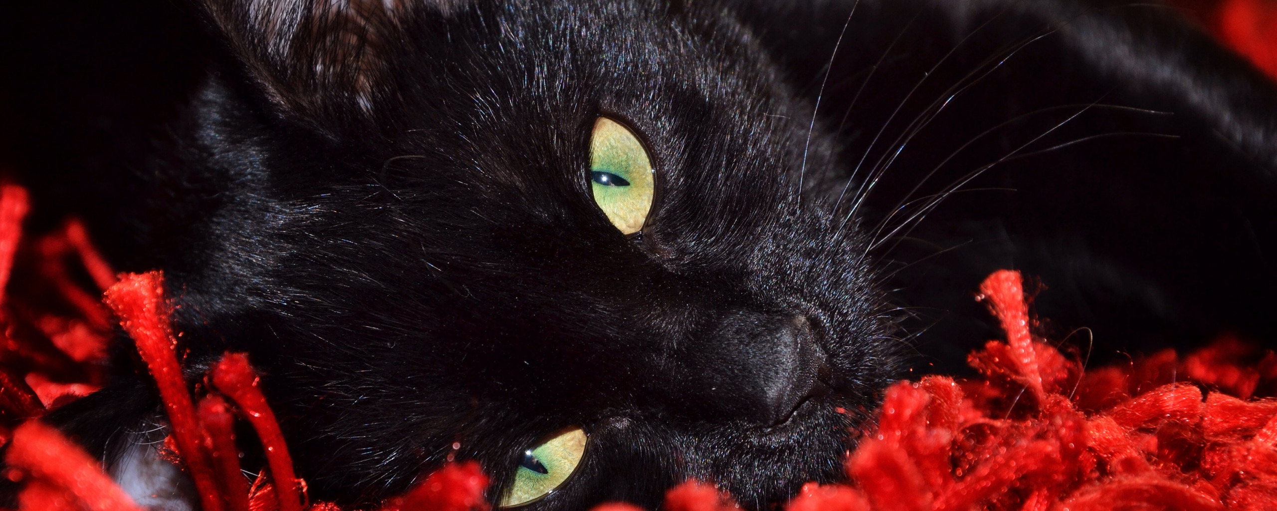 Черные котята во сне к чему снятся