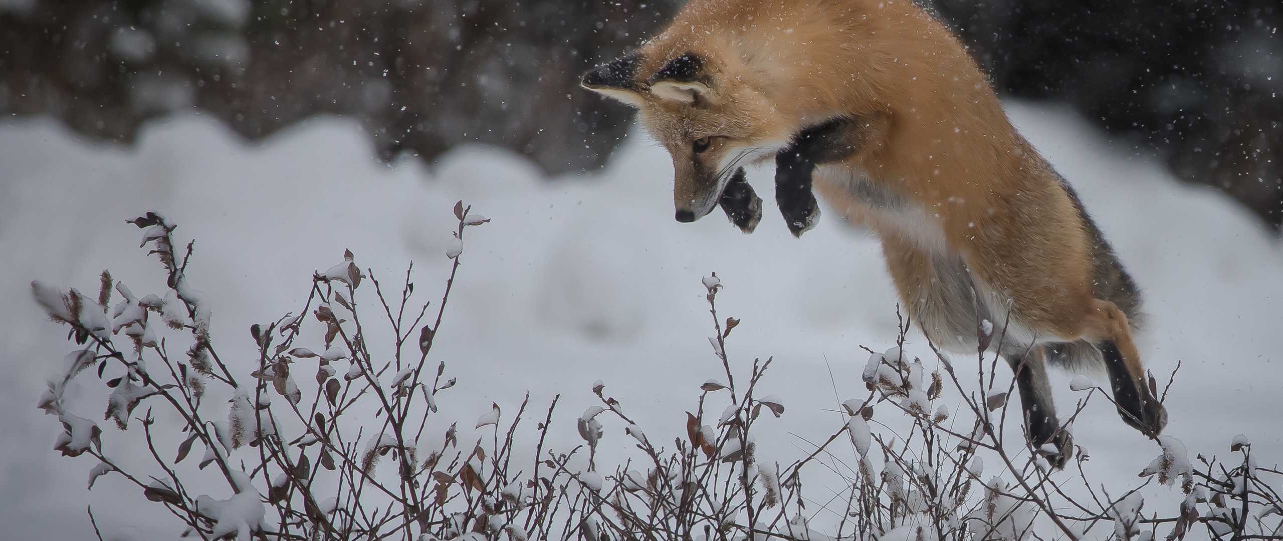 Охота на лису волка. Лиса на охоте. Прыжок лисы. Лиса в охотничьем прыжке. Лиса прыгает в снег.