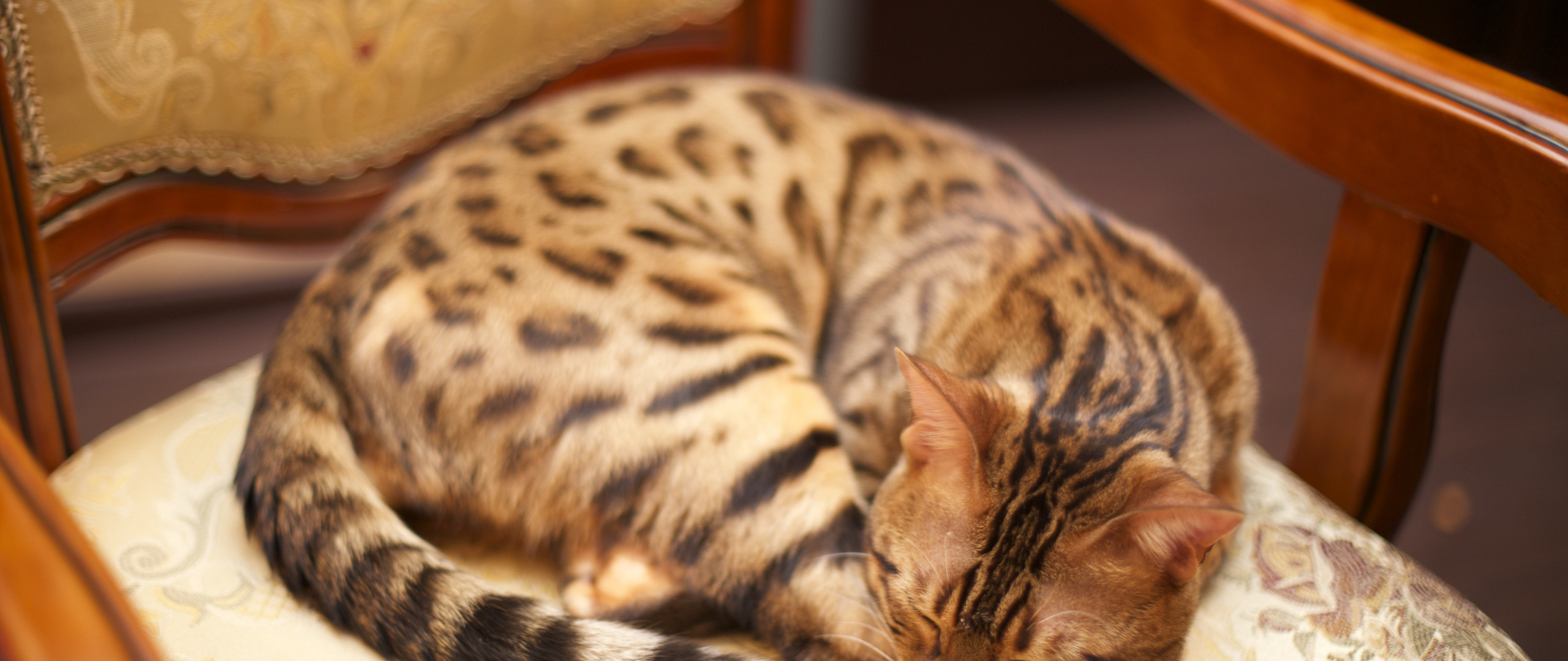 Бенгальская длинношерстная кошка. Длинношерстный бенгальский кот. Бенгальский кот бежевый. Бежевый бенгал. Форма головы бенгальской кошки