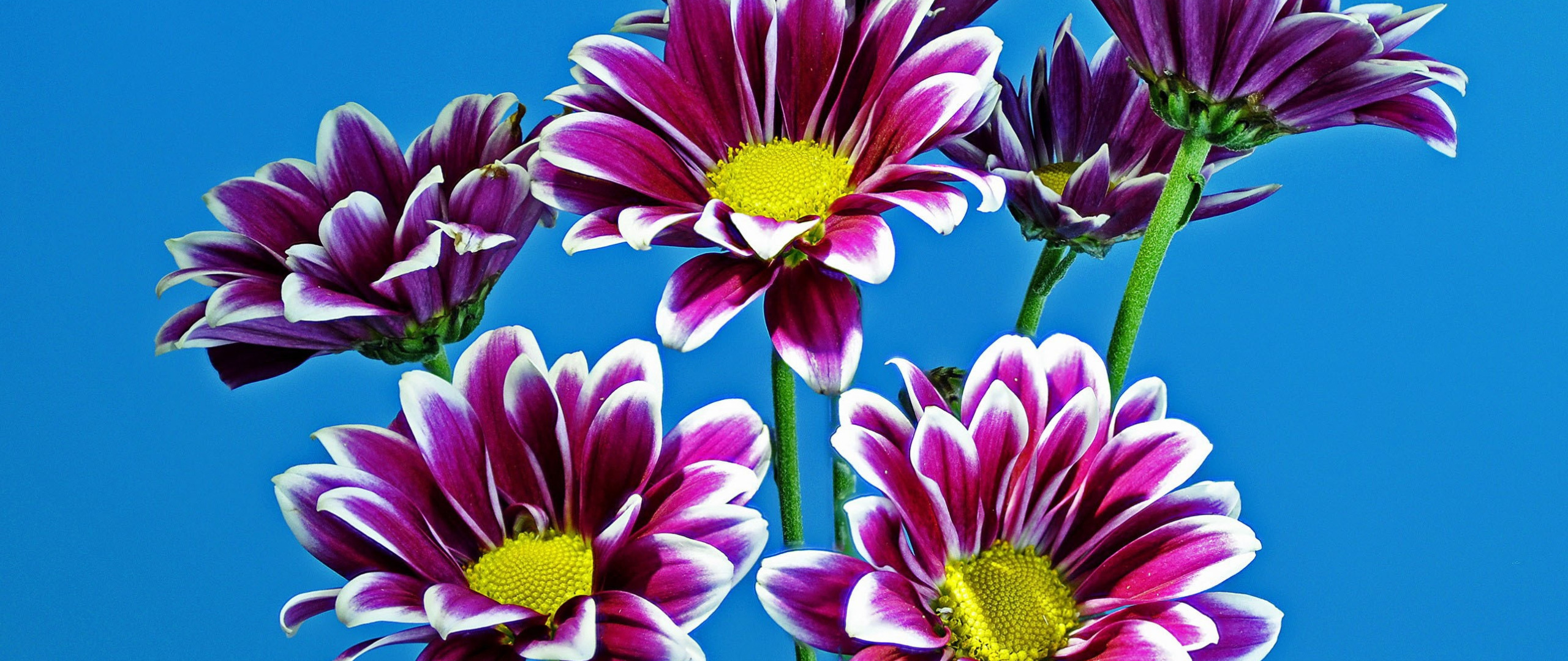 фиолетовые, хризантемы, голубой  фон