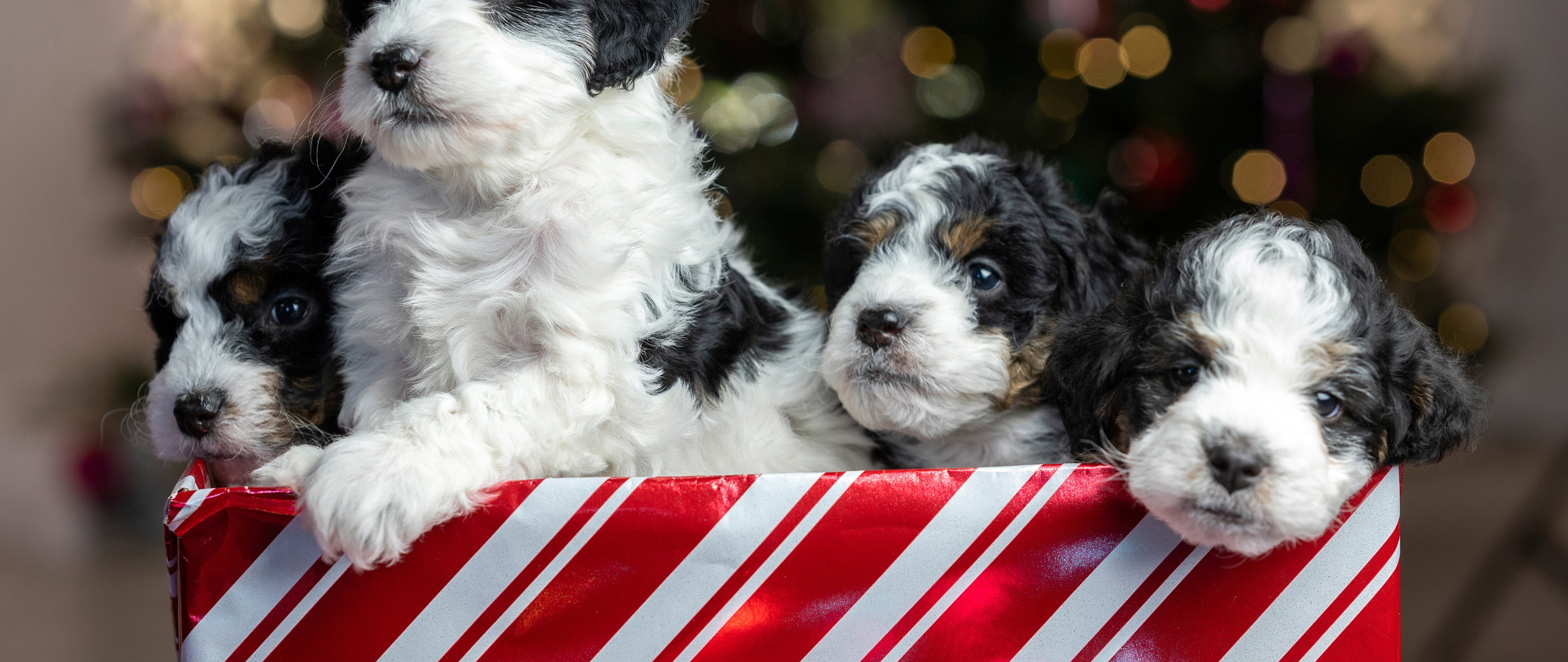 шарики, блики, новый год, малыш, пакет, Рождество, щенок, мордашка